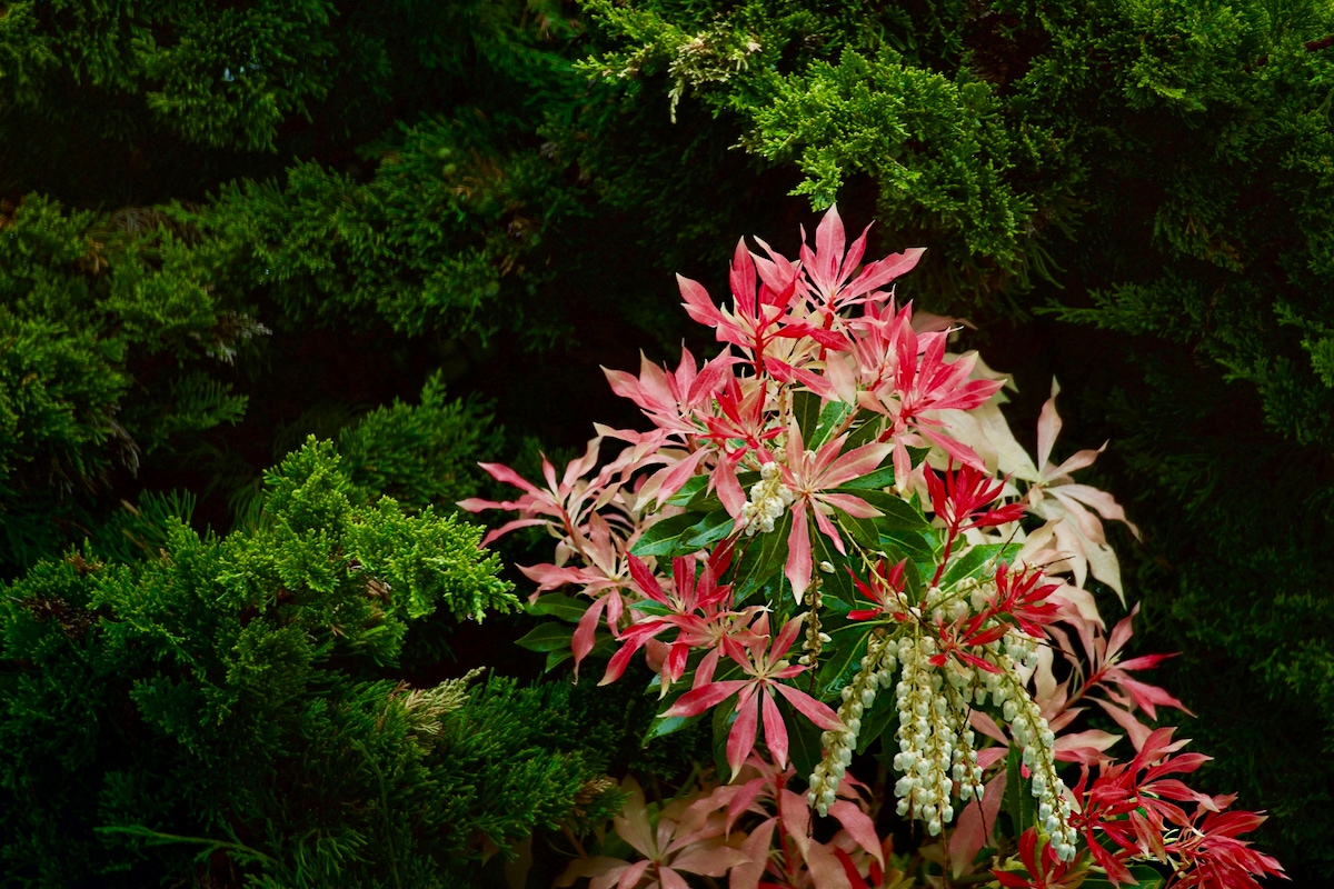 Pieris Japonica.jpeg