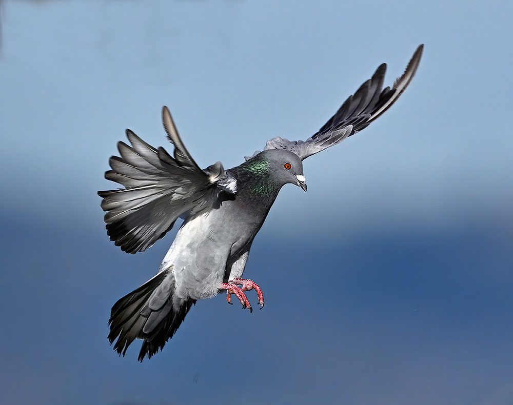 Pigeon_8376_1000p.jpg