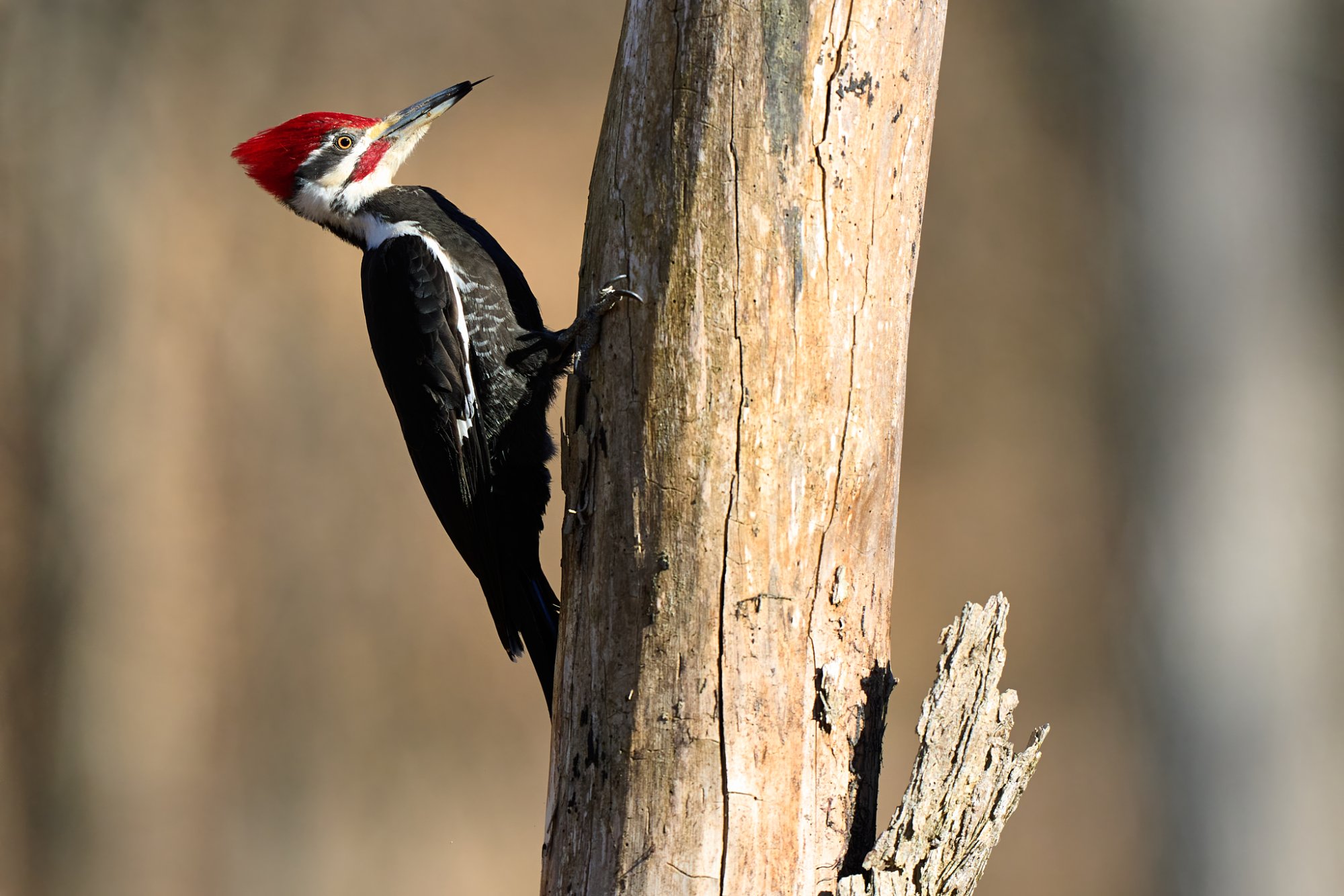 pileated-woodpecker-0005-24-06-06.jpg