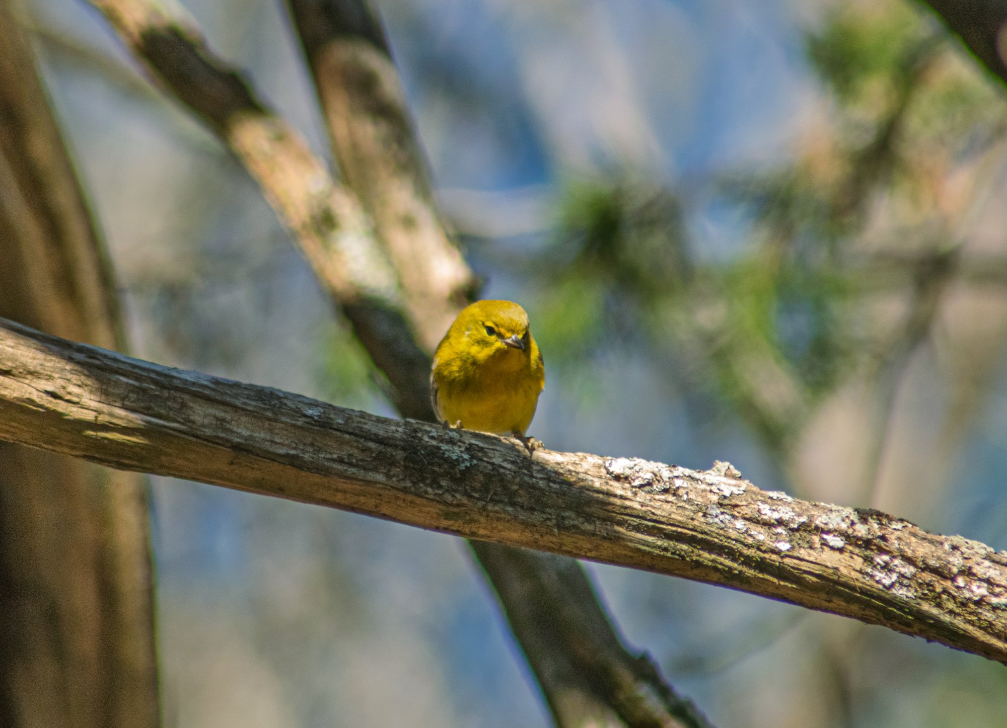 Pine Warbler.jpg