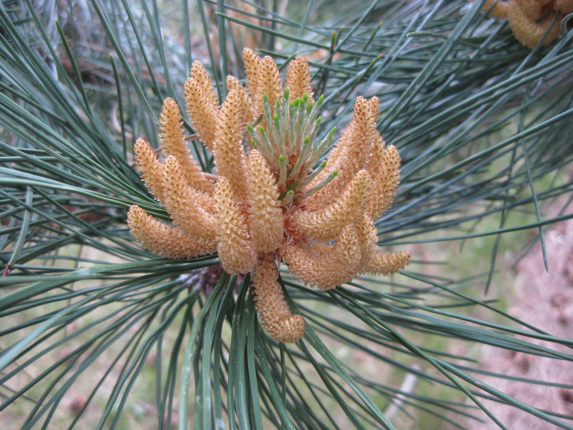 pine_tree_seed_pod-1.jpg