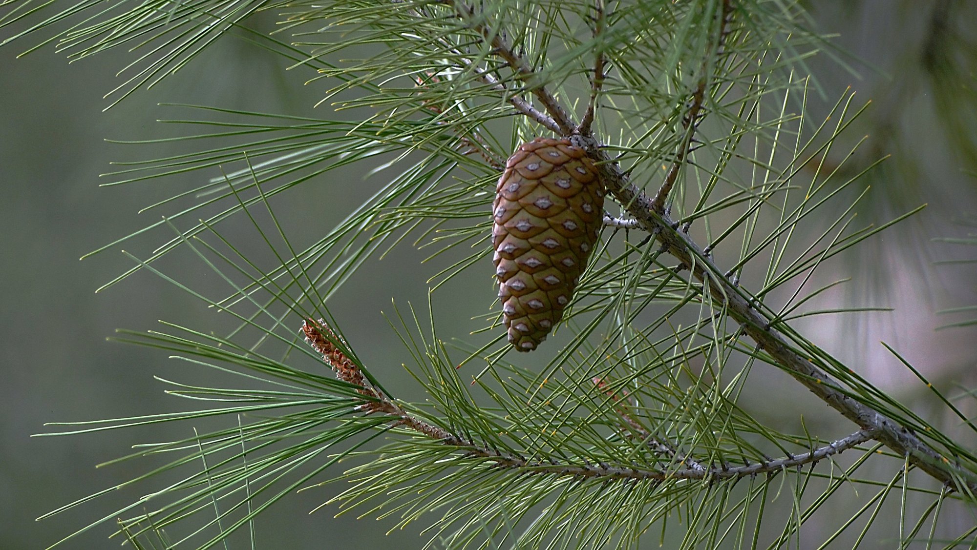 pinecone-branch x.jpg