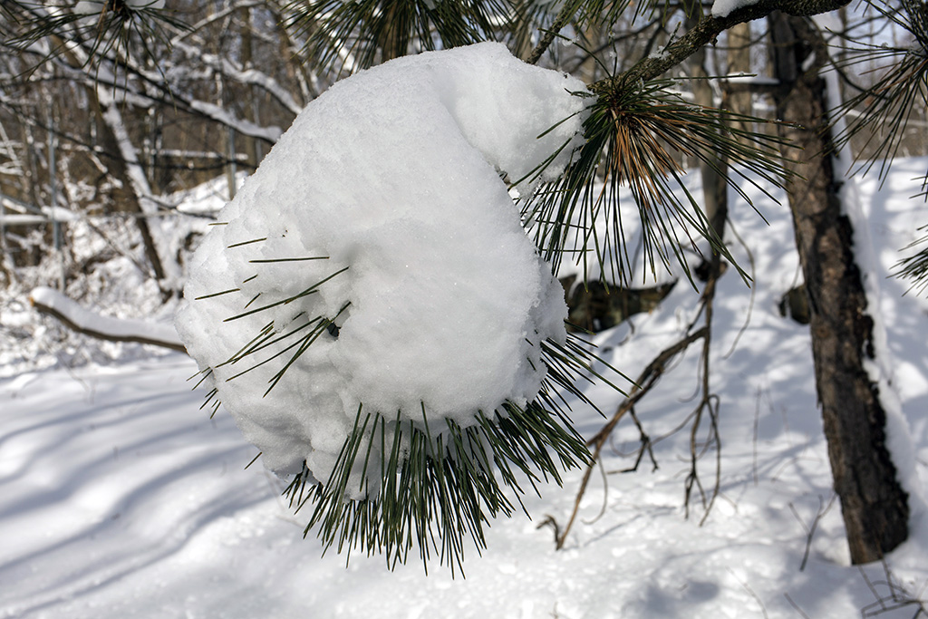 pinesnow21024.jpg