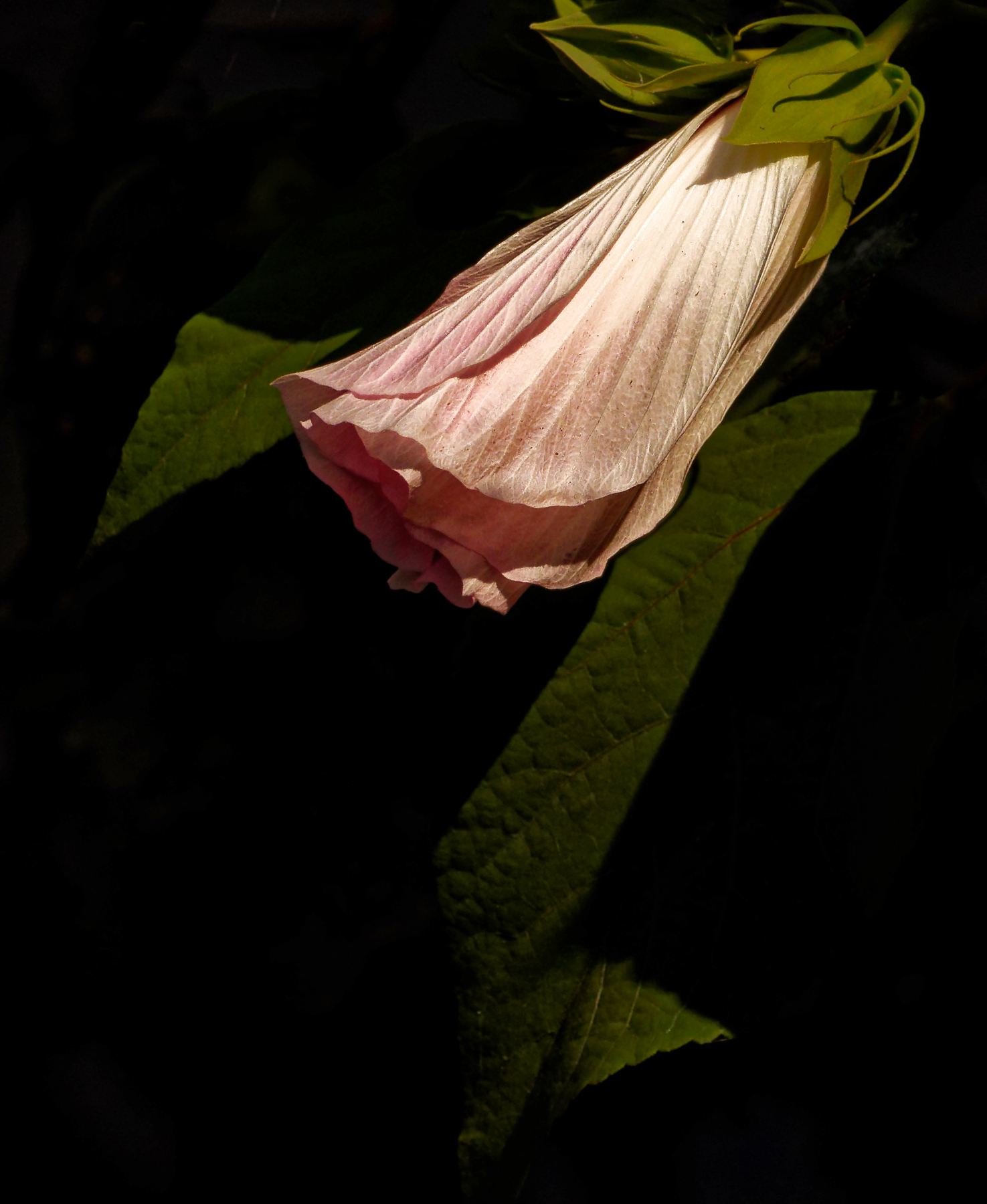 Pink Bell-Shaped Blossom.jpeg