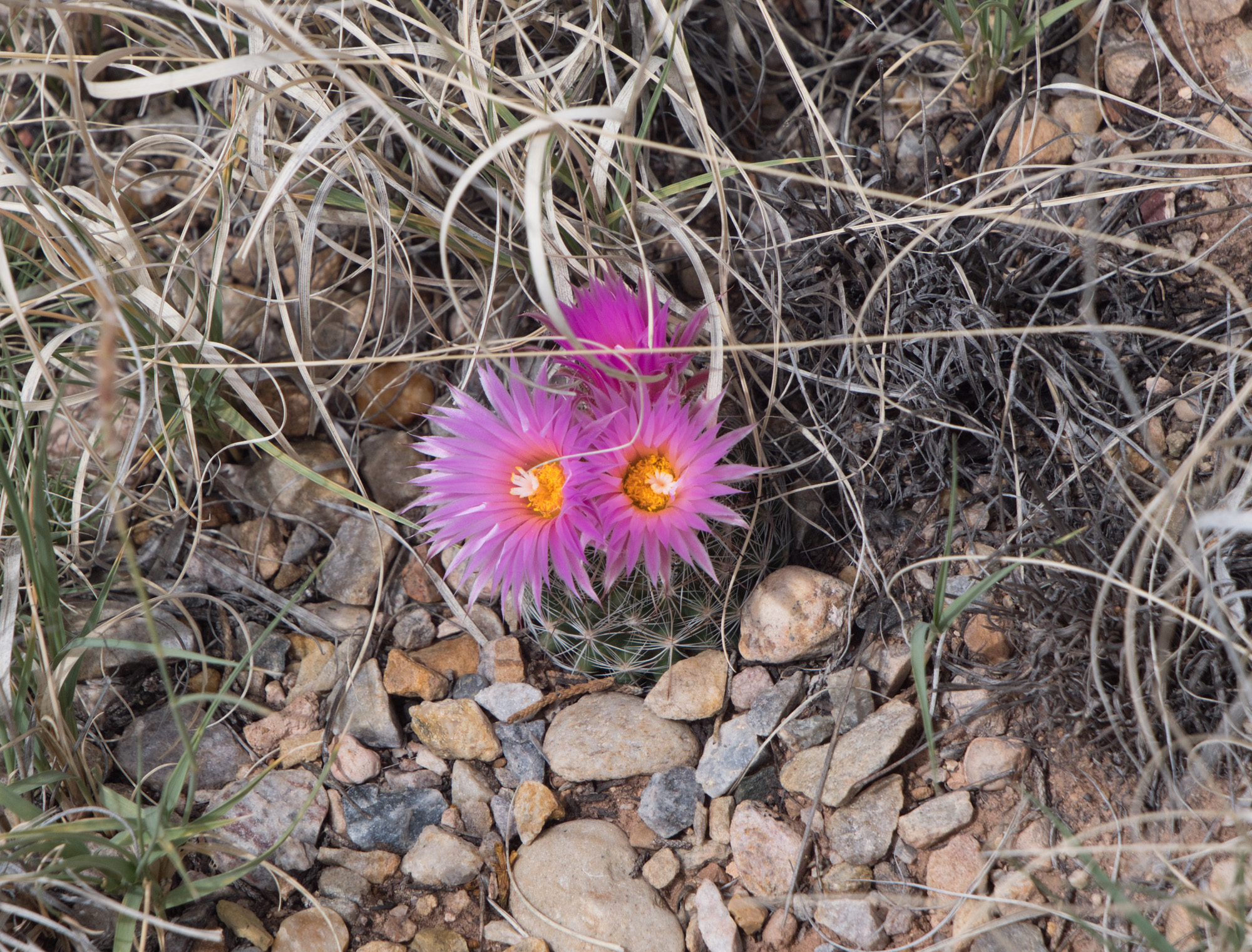 pink cactus.jpg