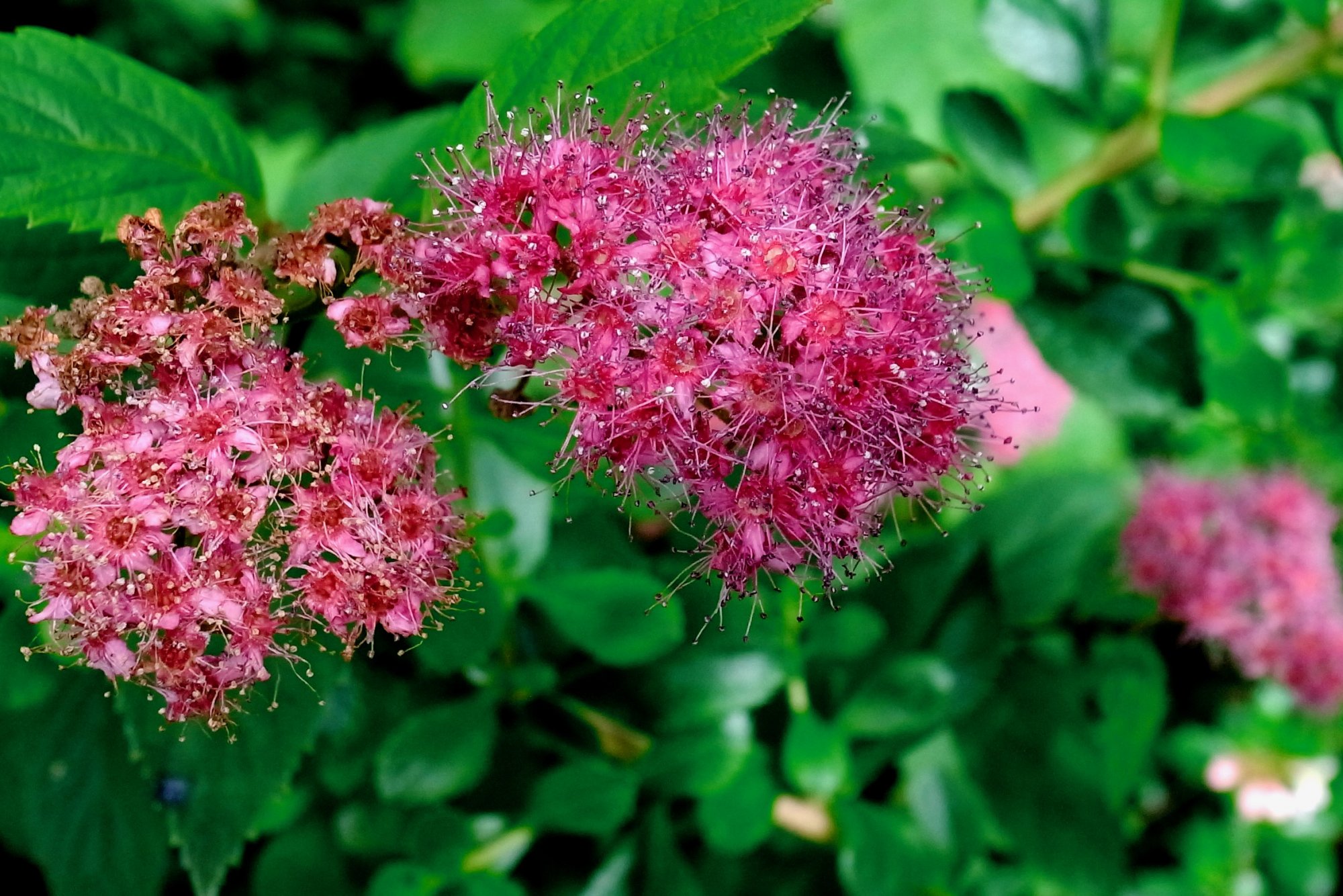 Pink flowers.jpeg