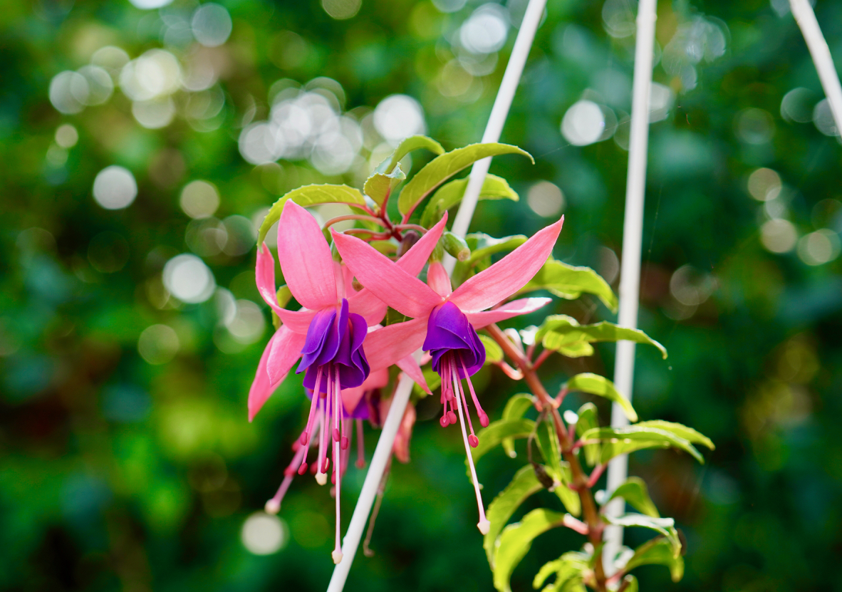 Pink Fuschia.jpg