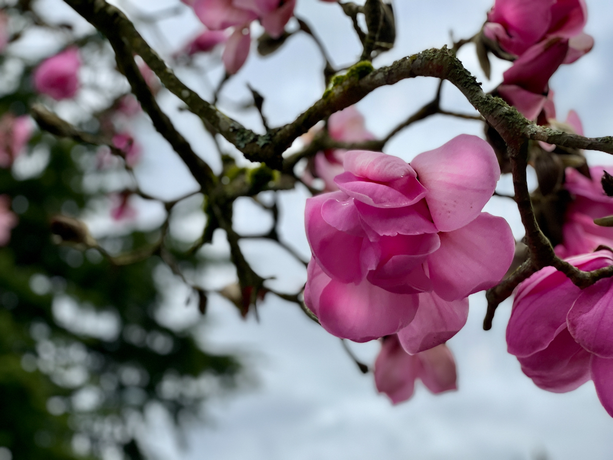 Pink magnolia (1).jpeg