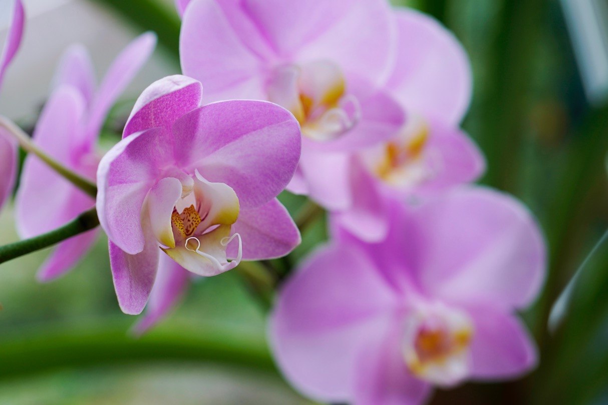 Pink Orchids.jpg