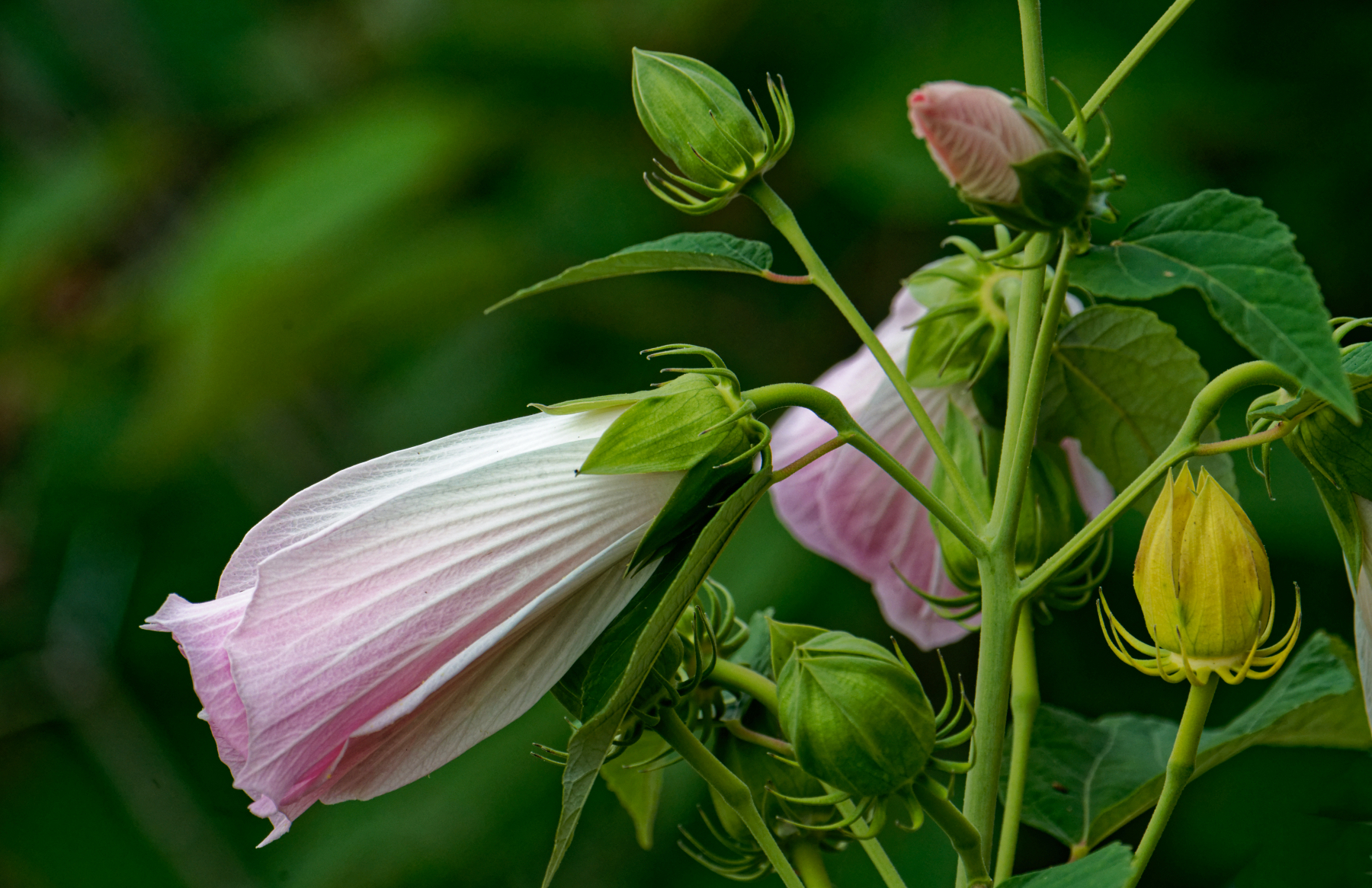 Pink Ruffly Aquatic Flower.jpeg