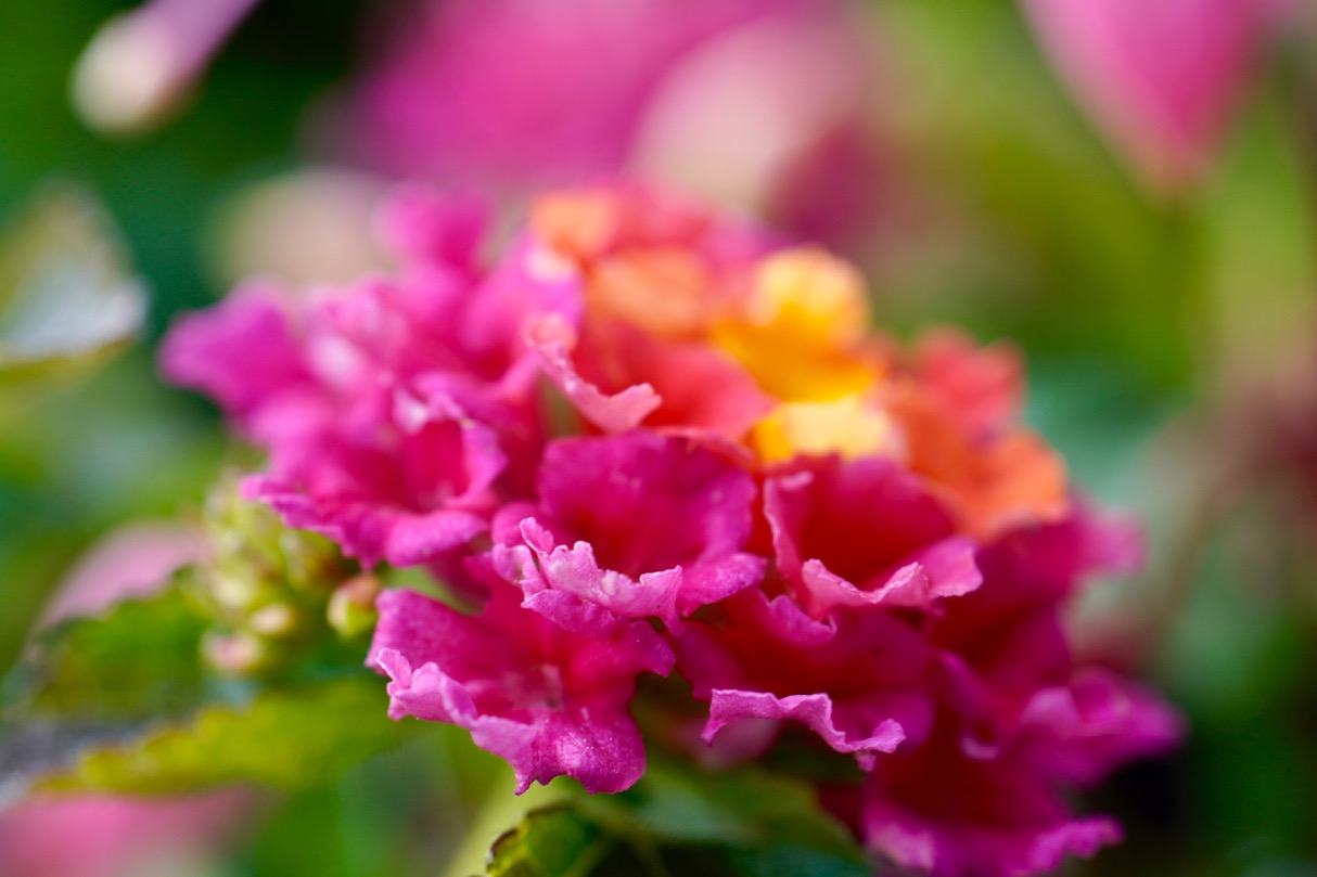 Pink-Yellow Lantana.jpg