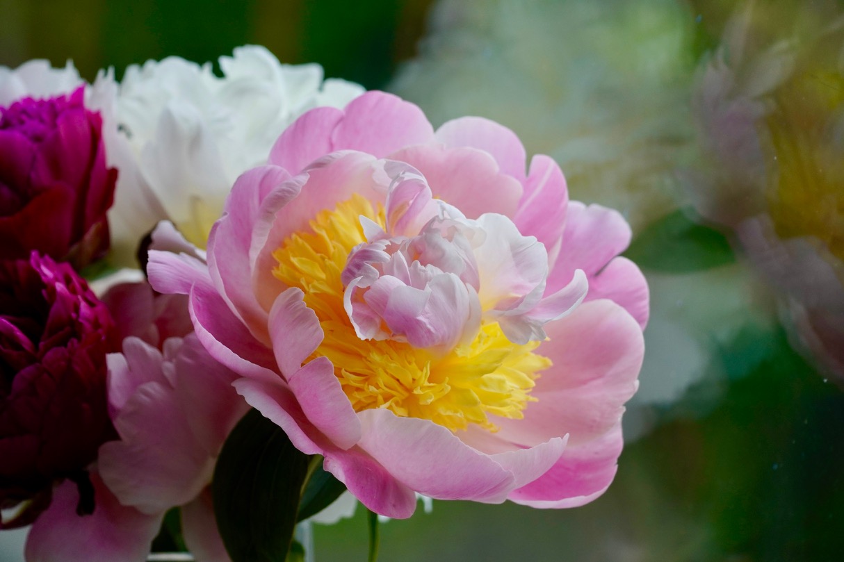 Pink&Yellow Peony.jpg