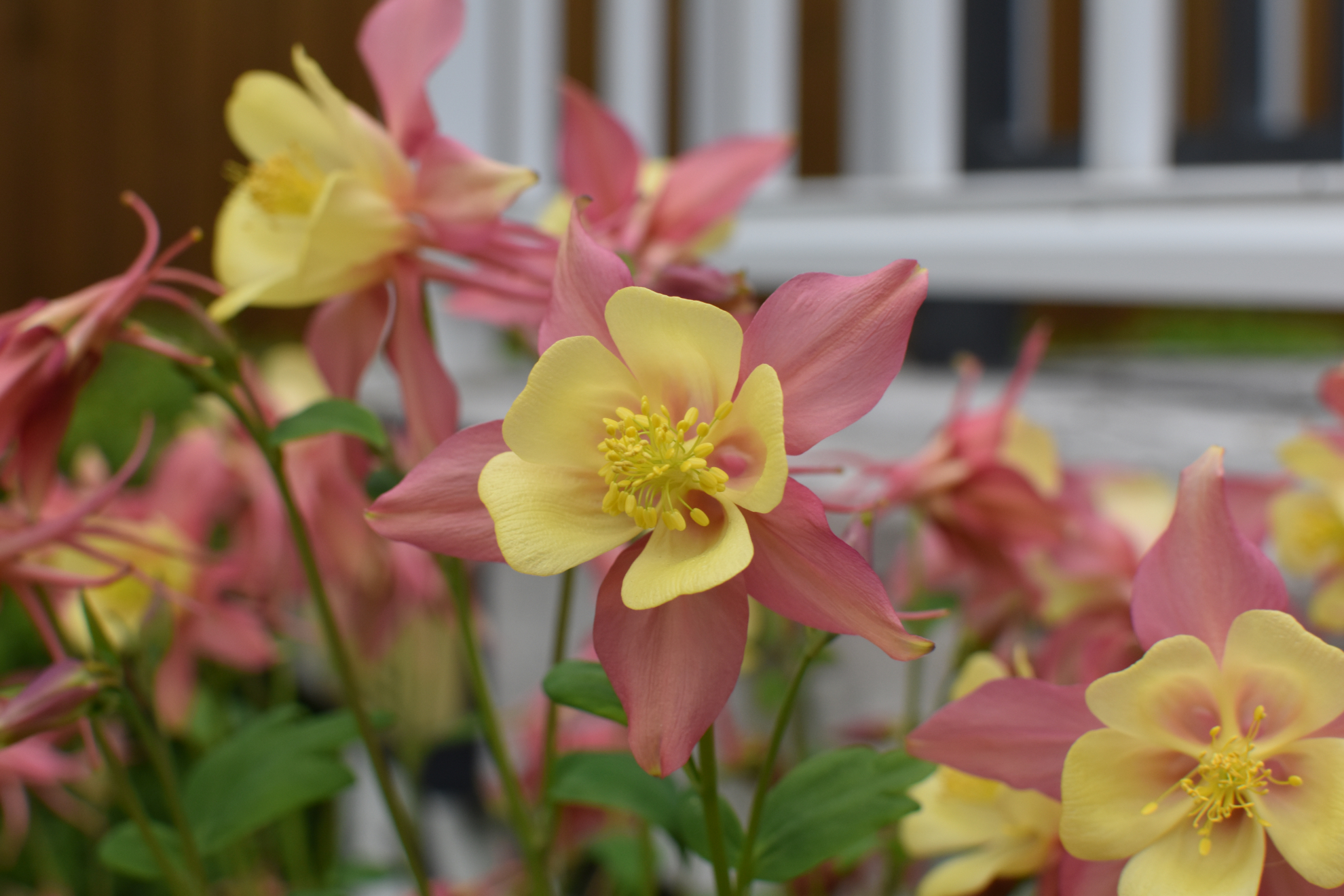 pink&yellow_columbine.jpeg