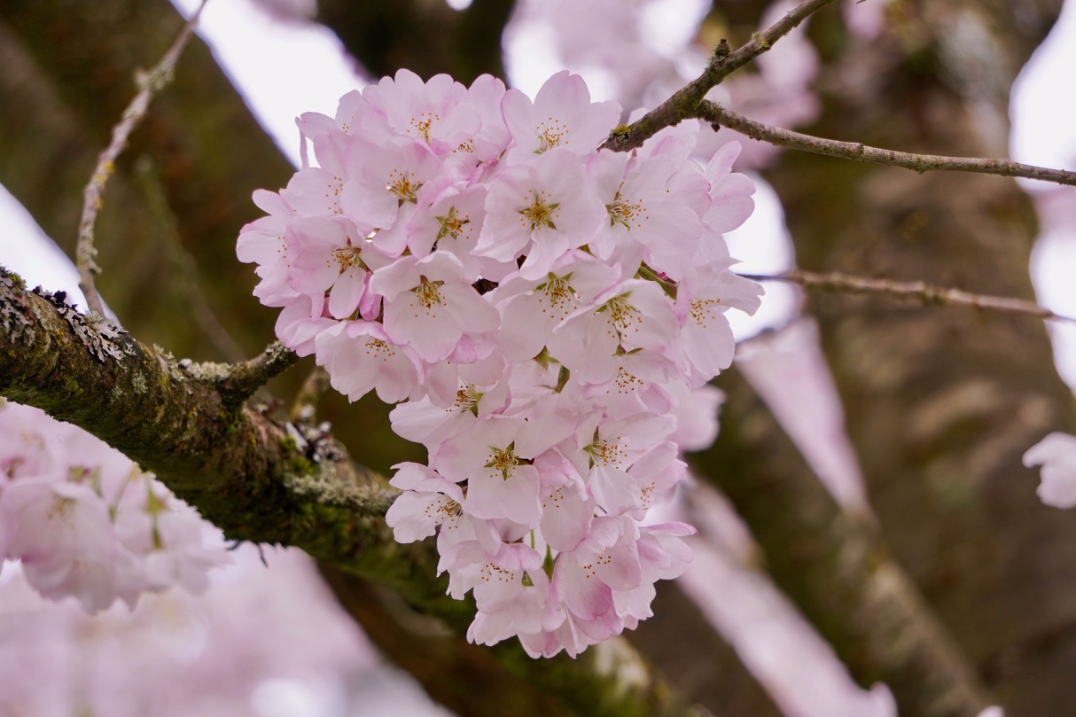 PinkCherryBlossoms.jpg