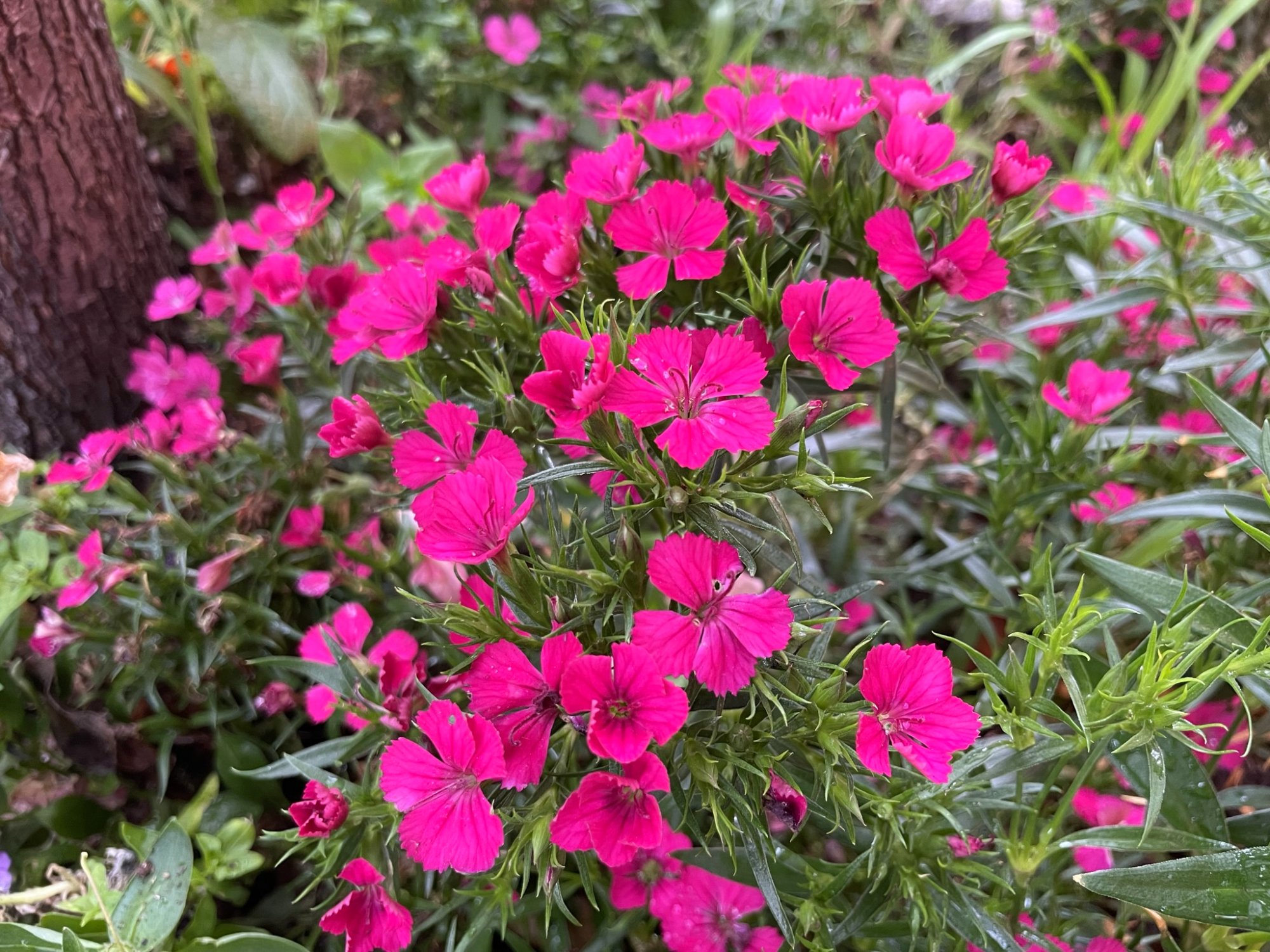 pinkflowers.jpg