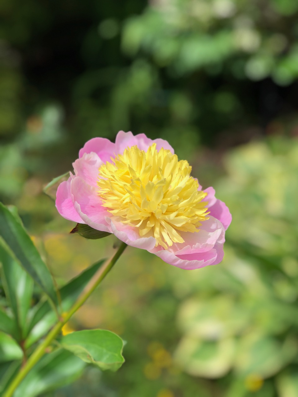 PinkYeloowPeony.jpg