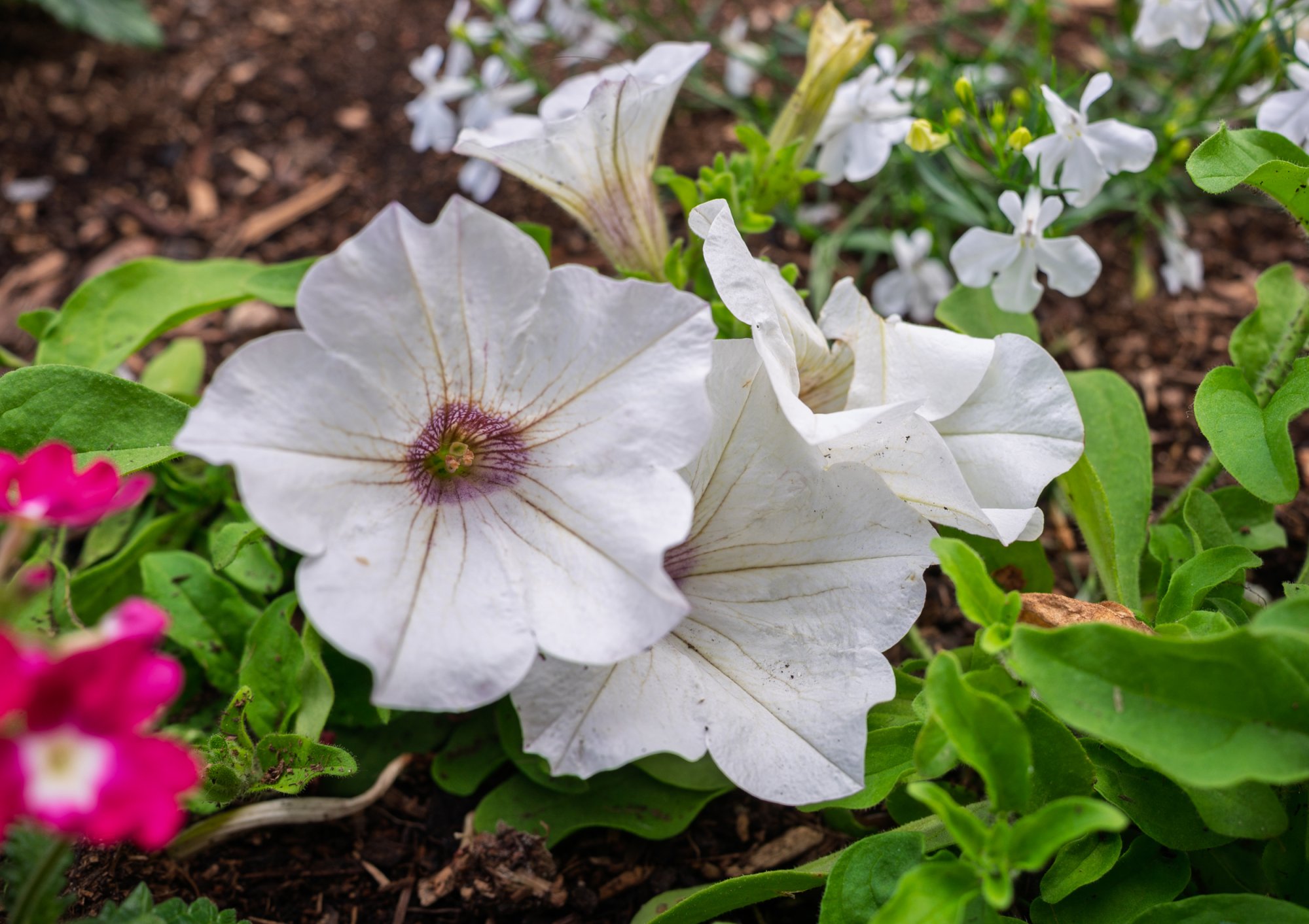 Planter20250701.jpg