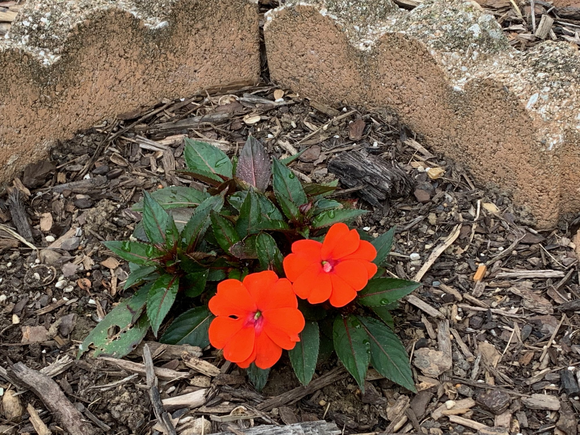 Plants - Annual with red flowers.jpeg