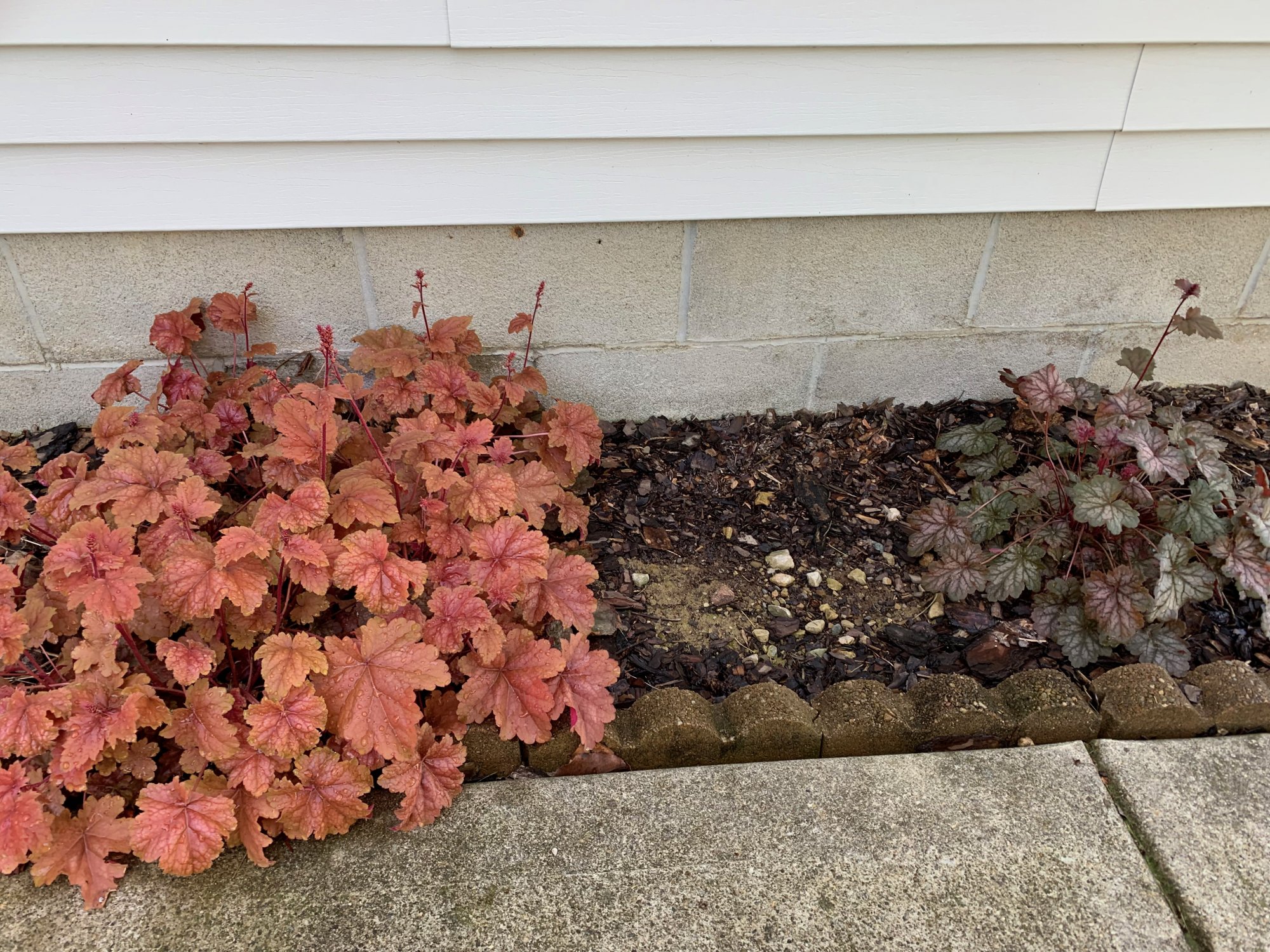 Plants - Next to sidewalk.jpeg