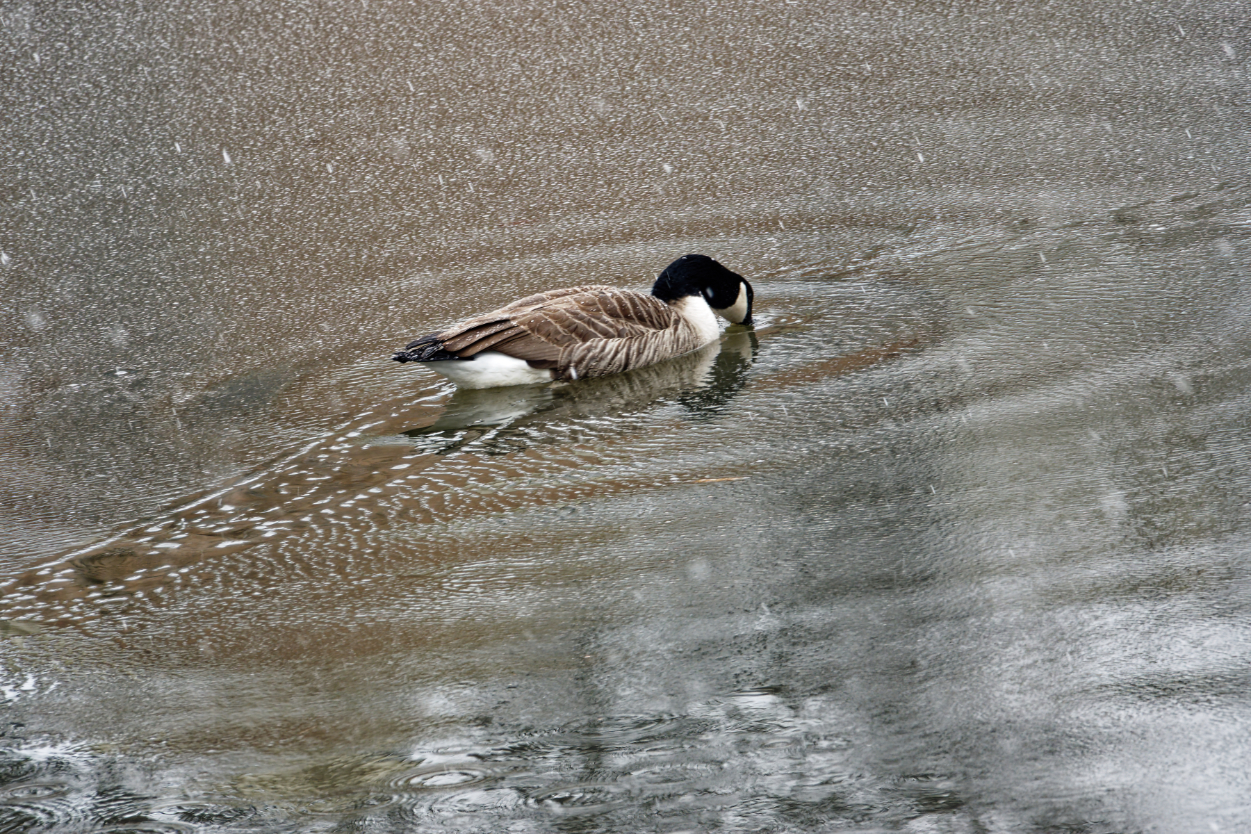 Plowing His Way Through the Ice.jpeg