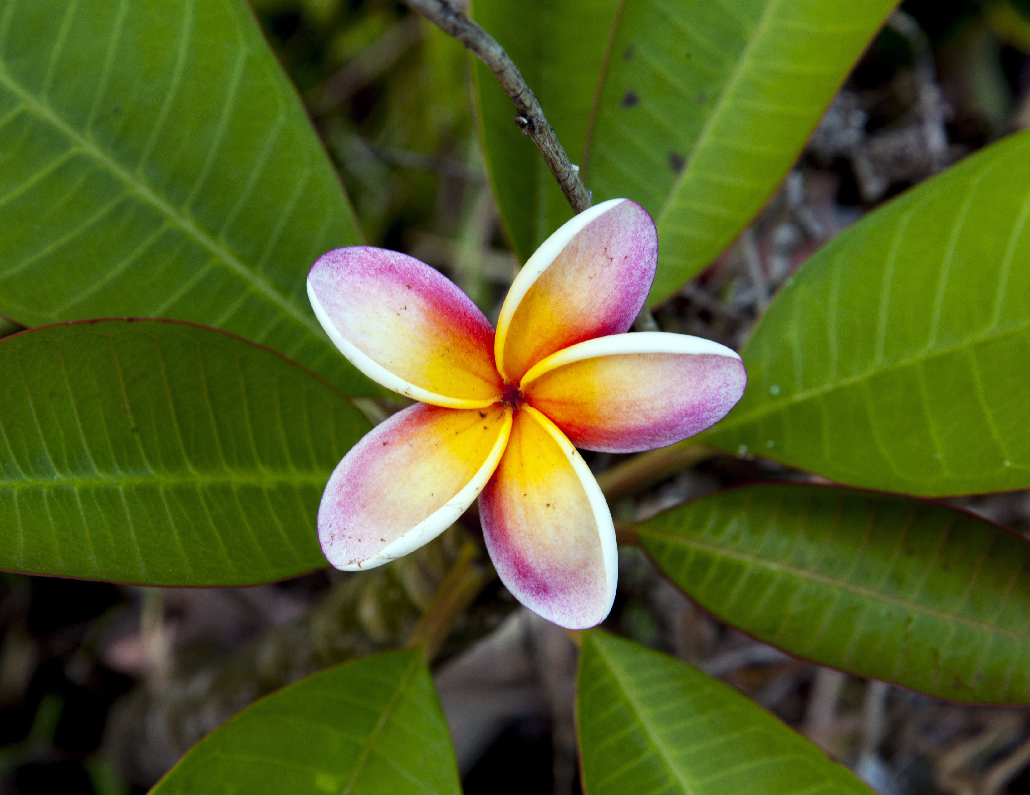 plumeria1a8511.jpg