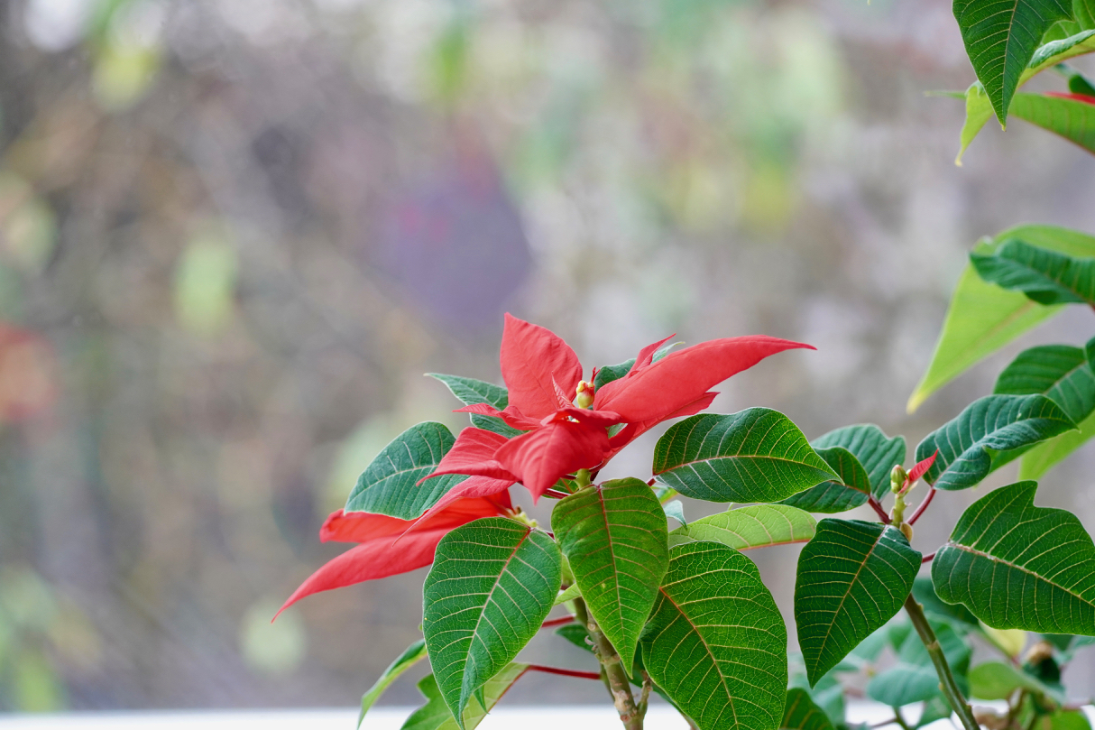 Poinsettia.jpg