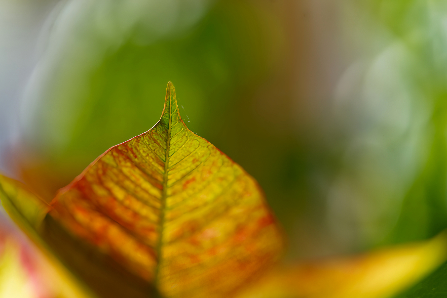 Poinsettia Leaf.jpeg