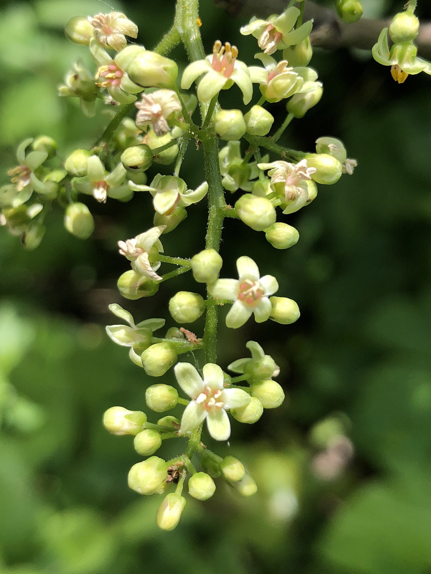 Poison Ivy Flower.jpg