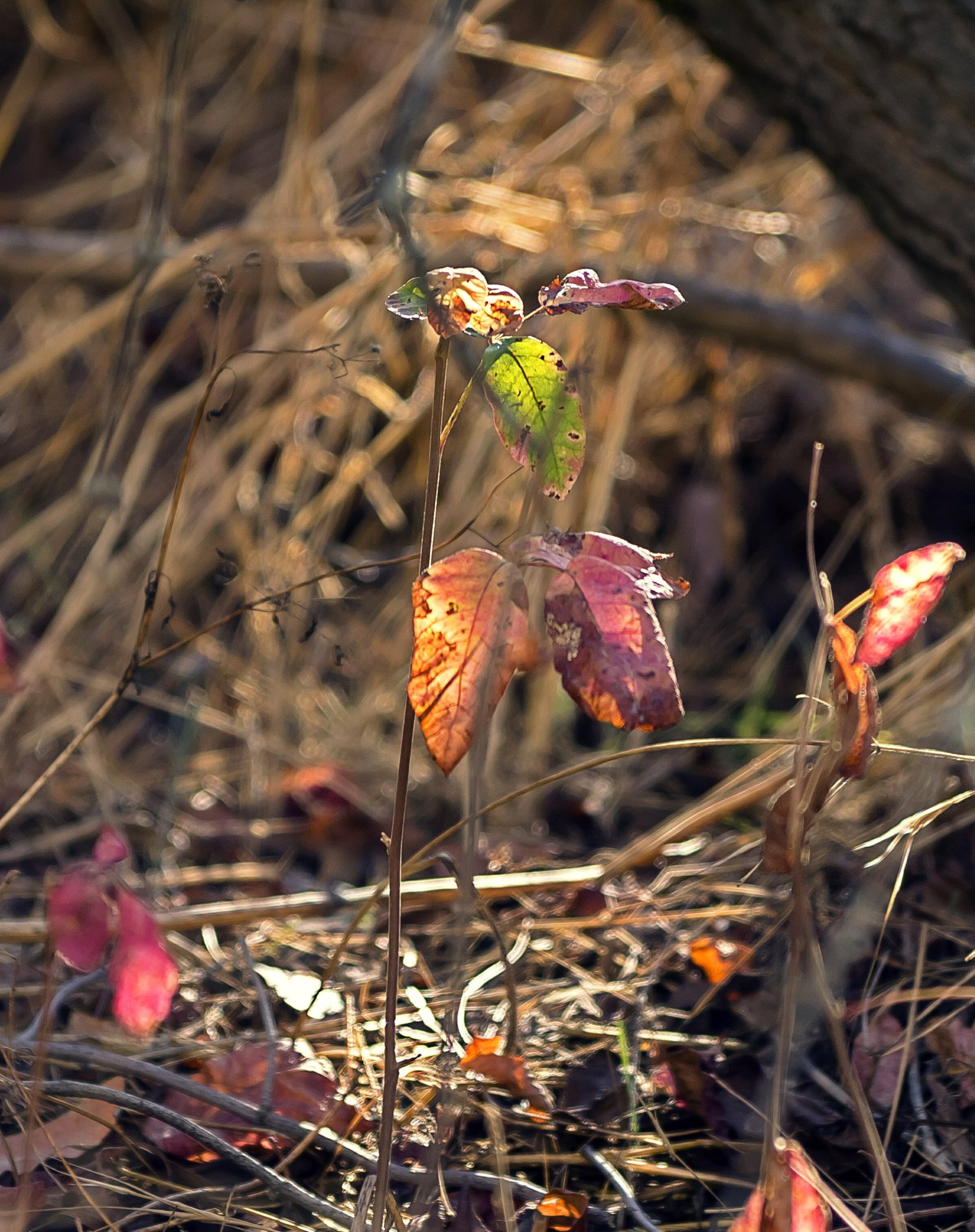 poison oak 1864 10.13.22 x.jpg