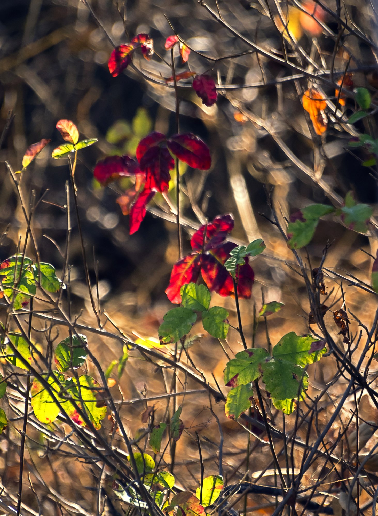 poison oak 1895 10.13.22 x.jpg