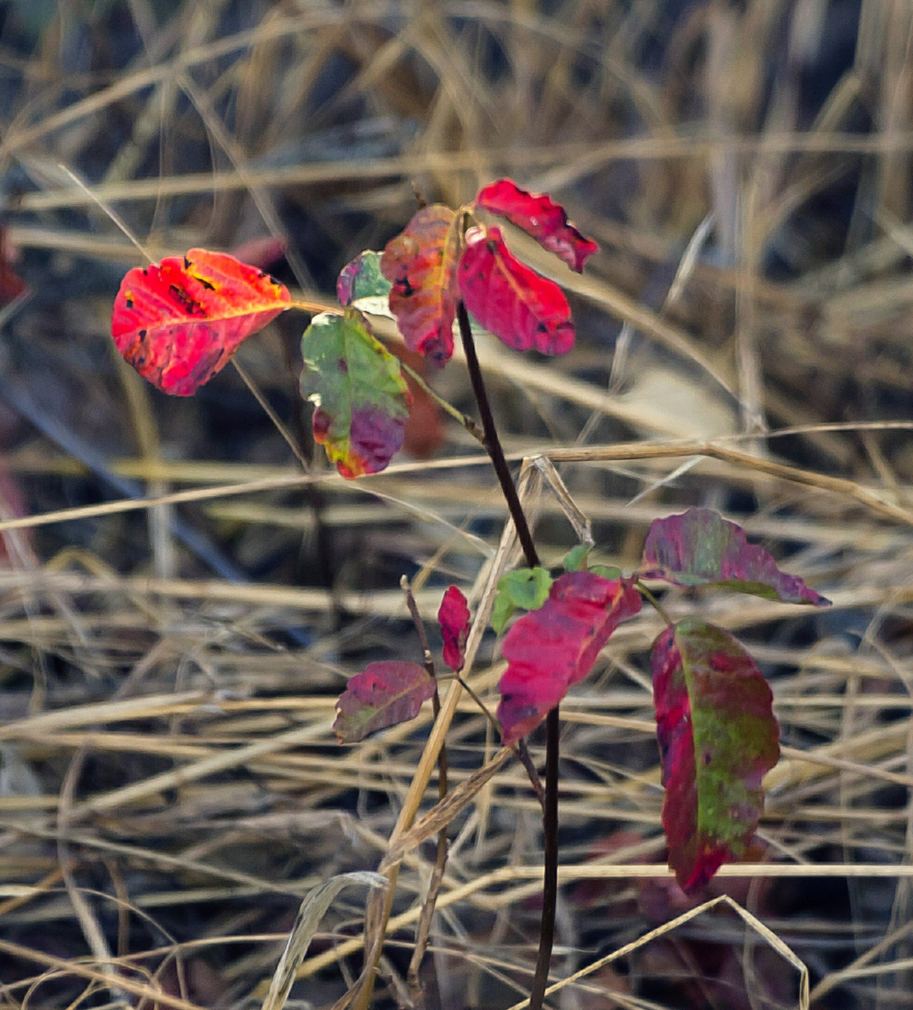 poison oak 1901 10.13.22 x.jpg