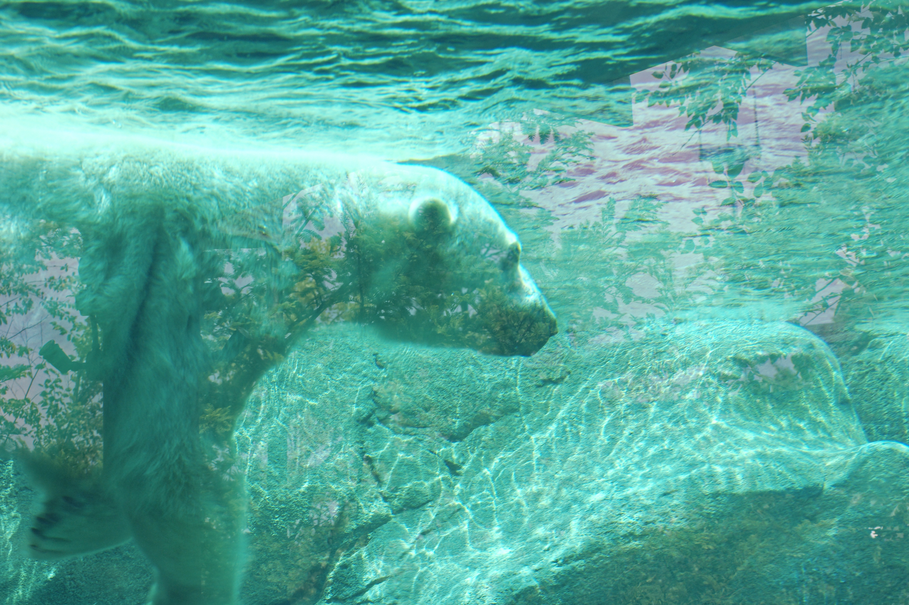 Polar Bear Under the Water.jpg