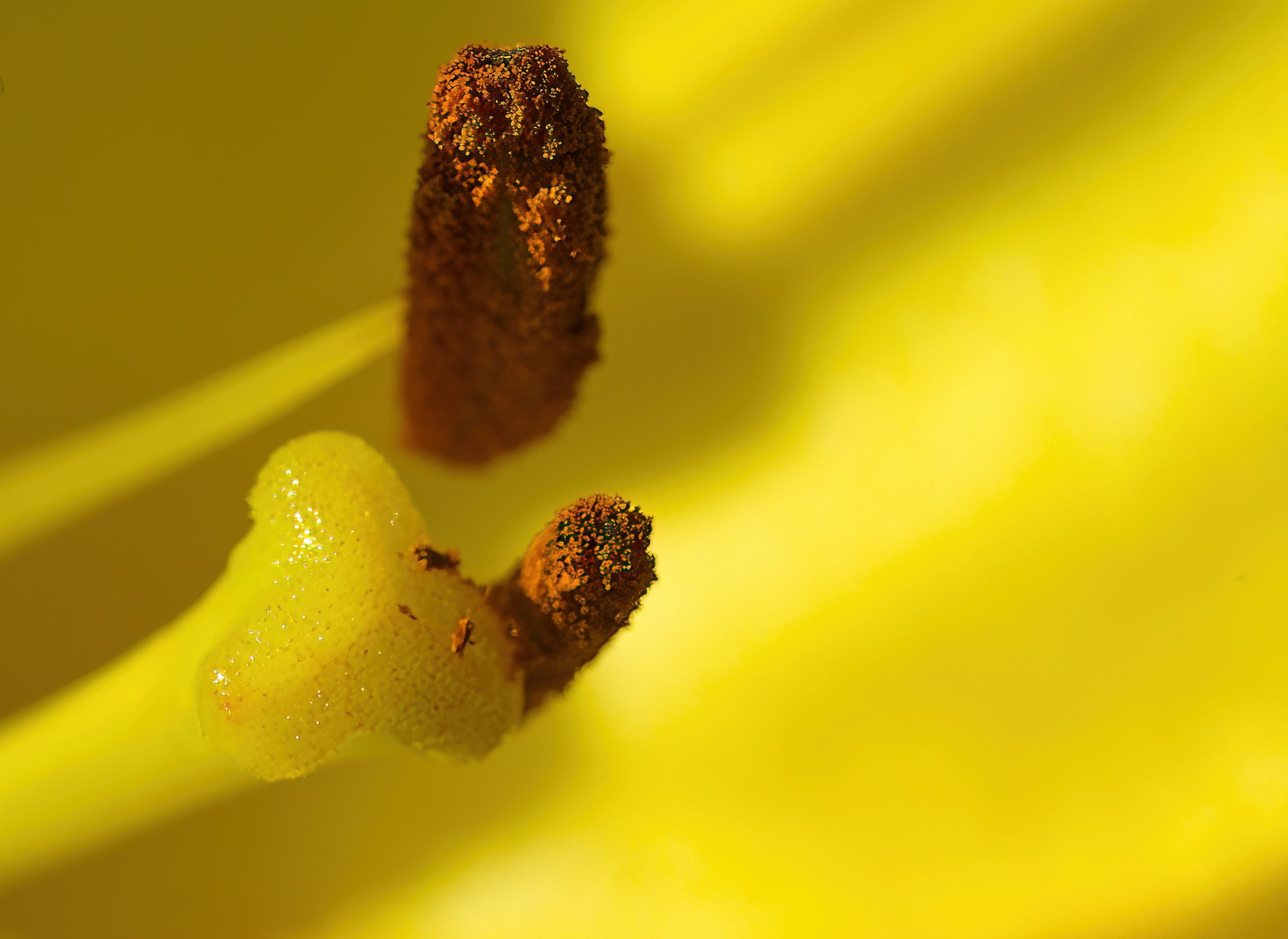 Pollen-Bearers.jpg