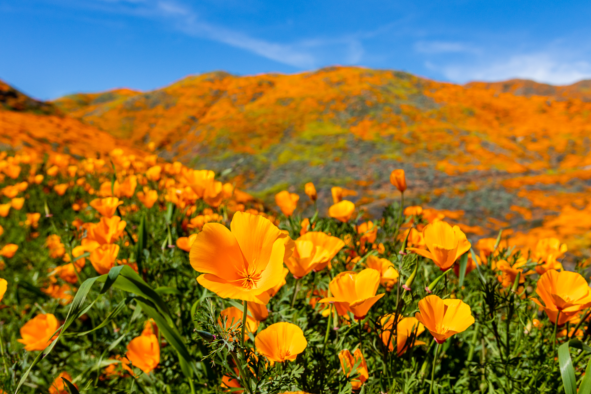 Poppies-1.jpg