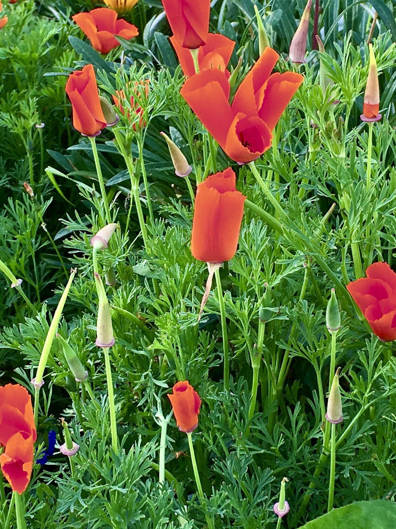 poppies.jpg