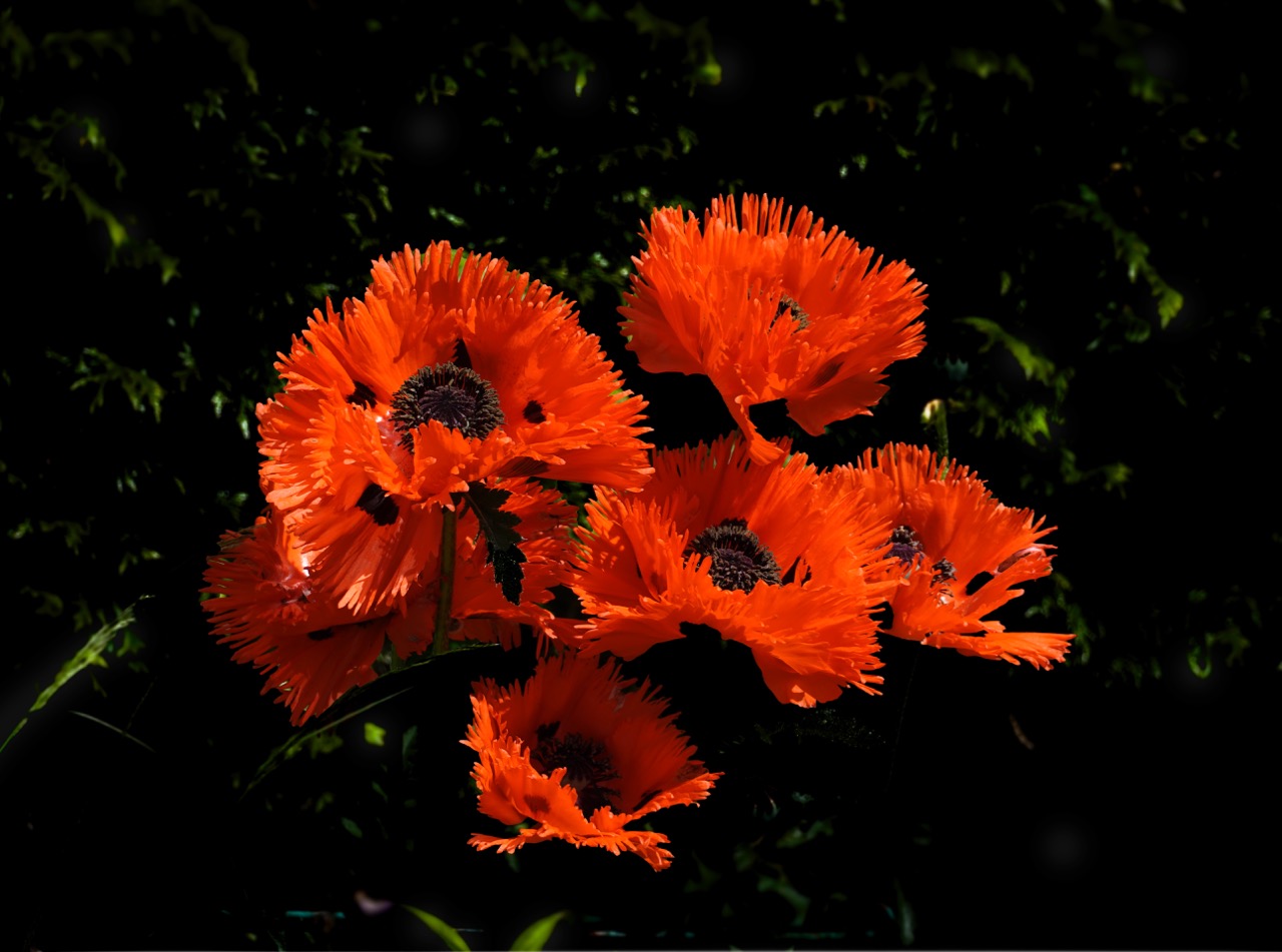 Poppies Version 2.jpg