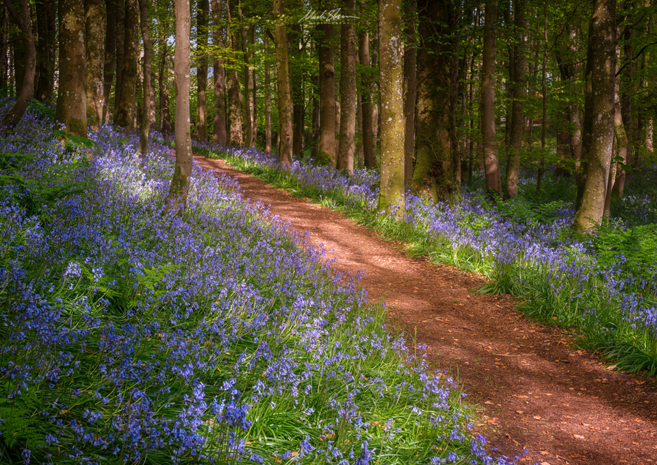 Portpatrick Bluebells small PL.png