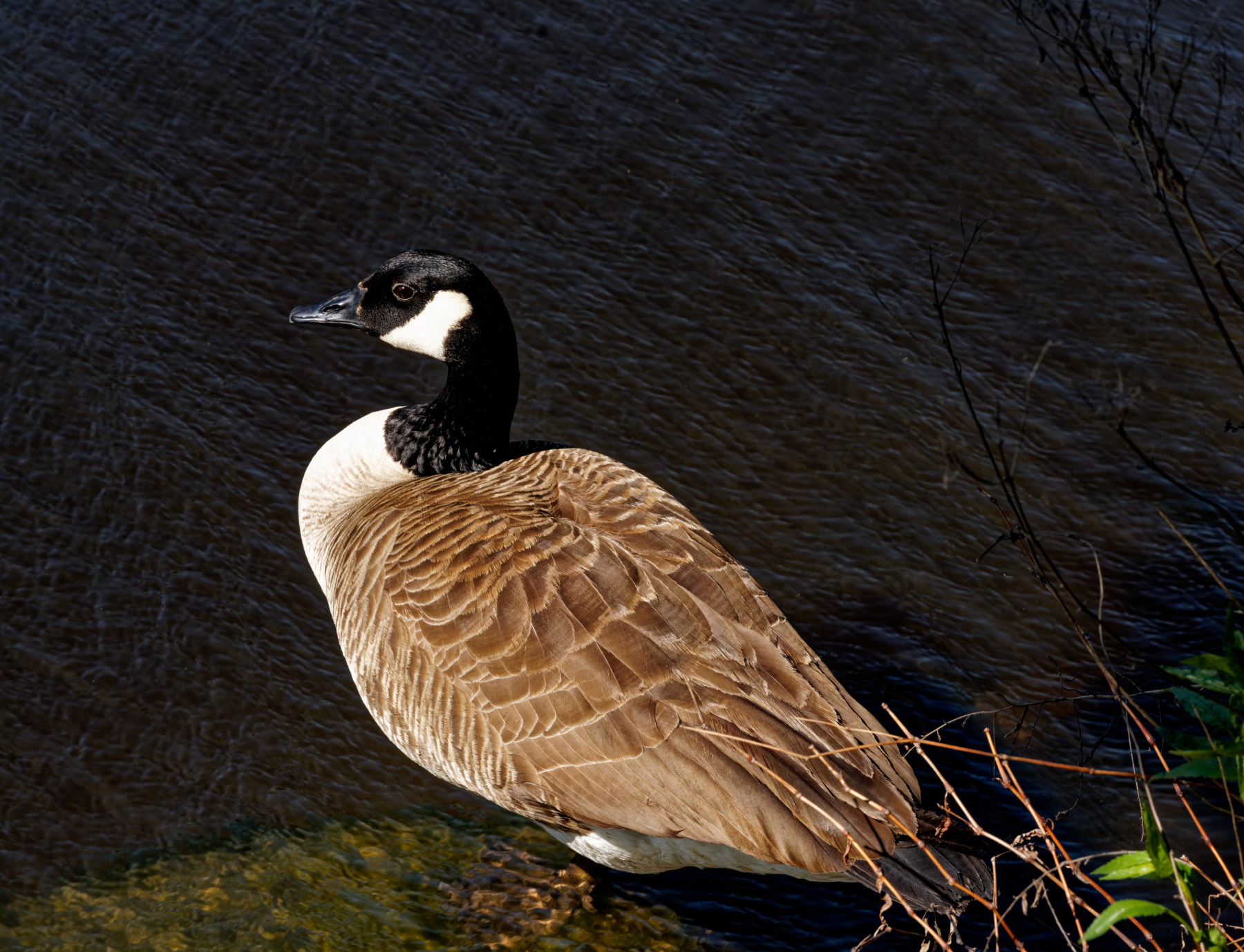 Portrait of a Lone Goose.jpeg