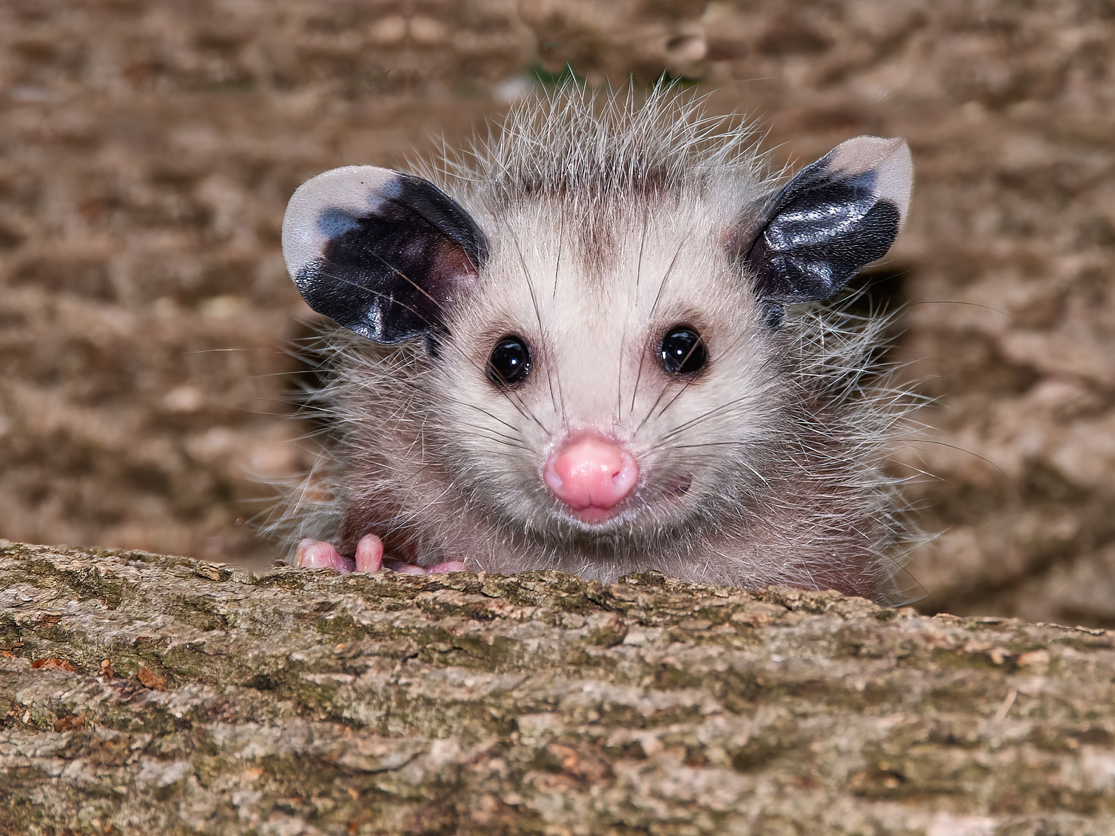 Possum 1.jpg