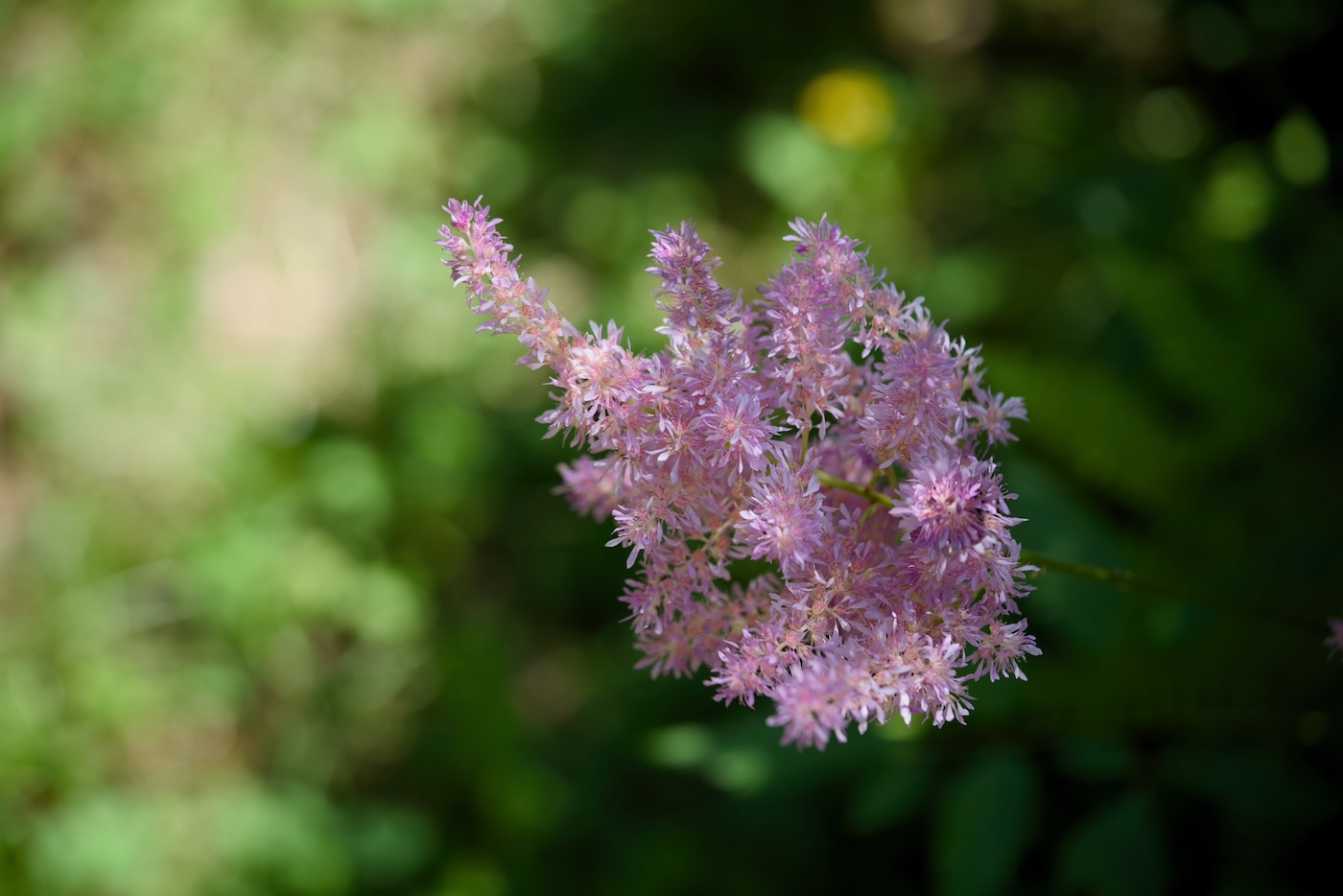 POTD July - 1_a 2.jpeg