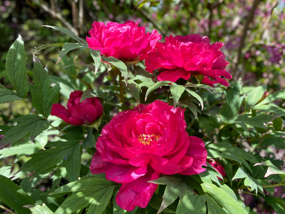 POTD May G.Peony - 1.jpeg