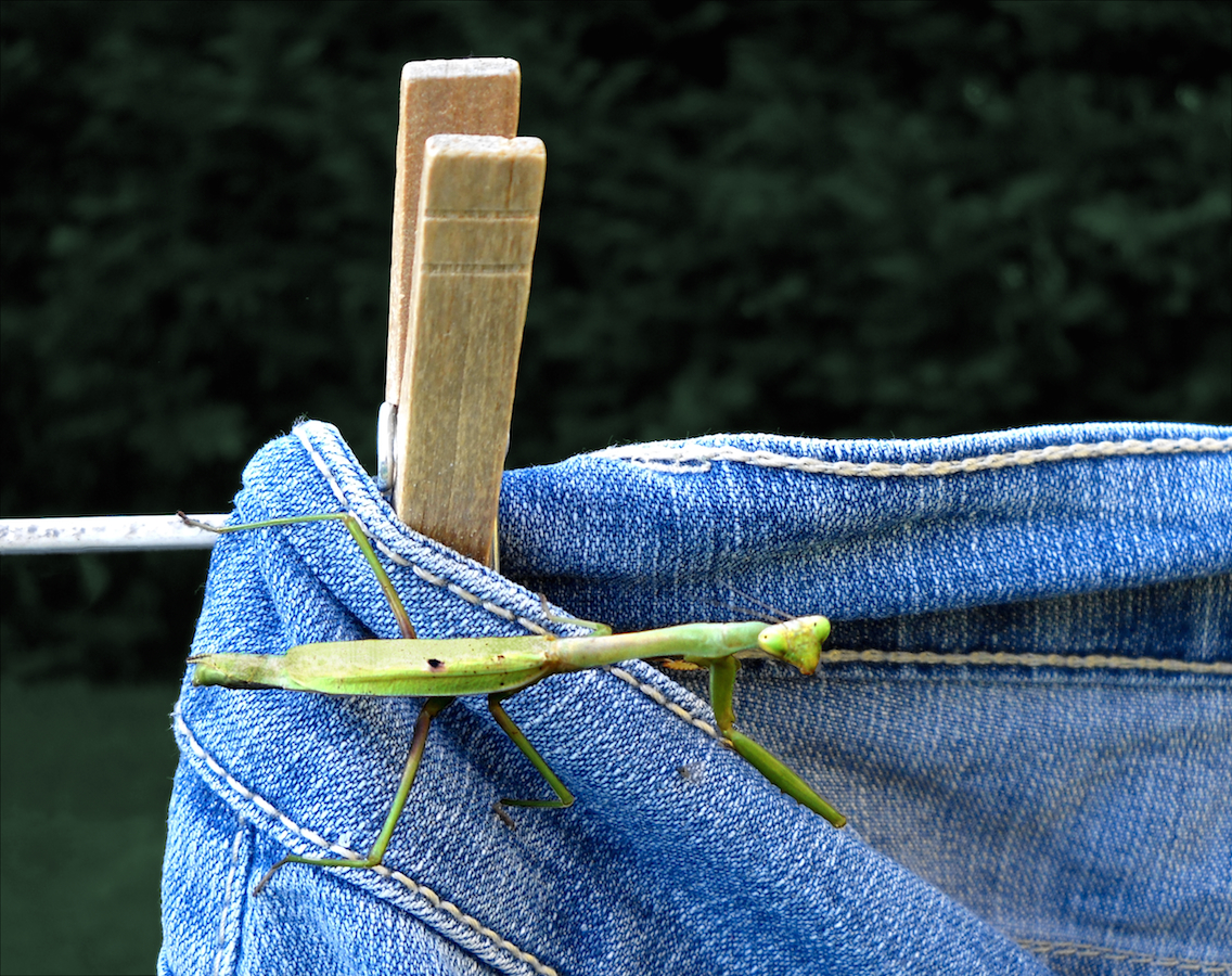 Praying Mantis on Clothesline cr.jpg