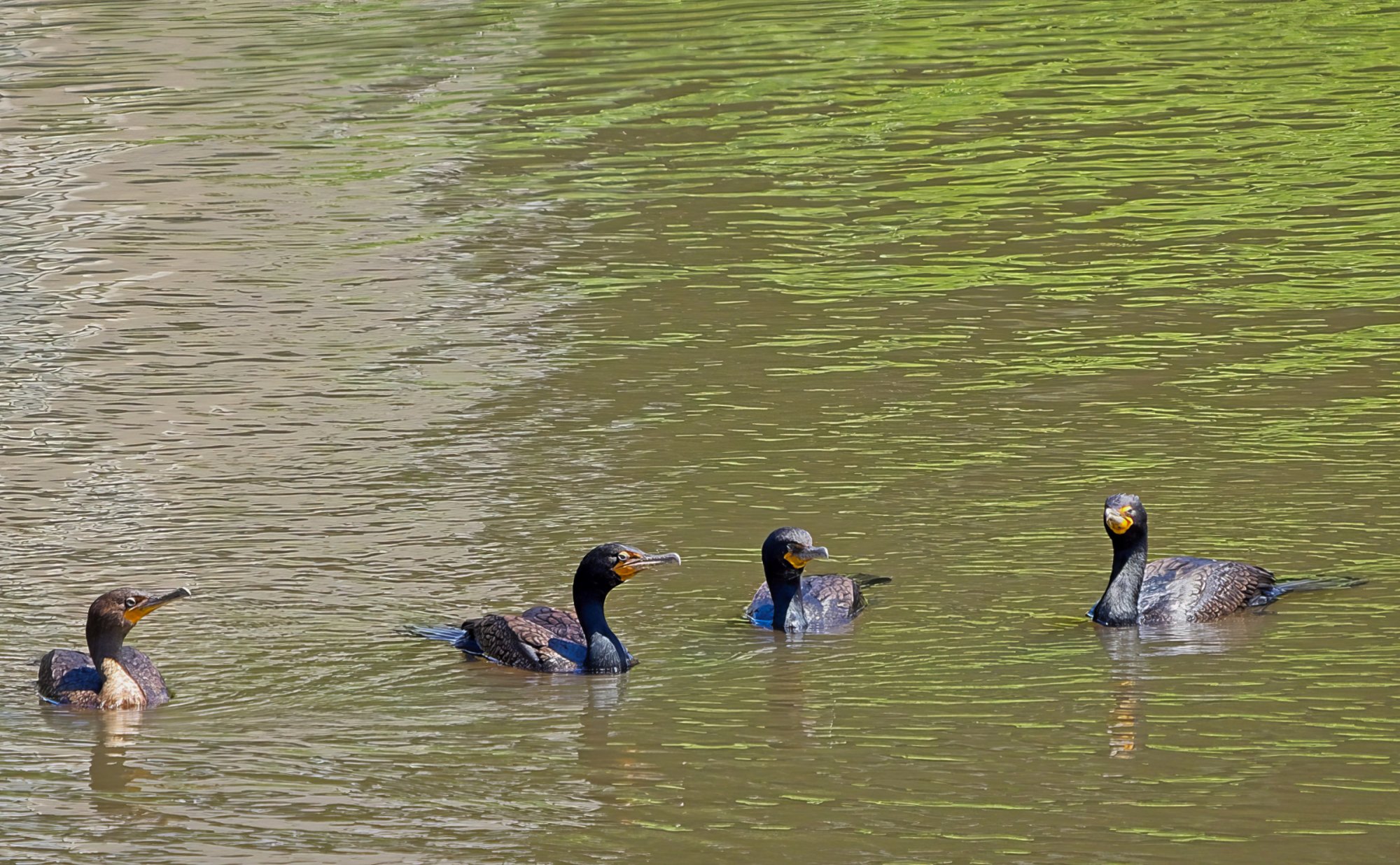 Presenting The Four Cormorants, Featuring Monty.jpeg