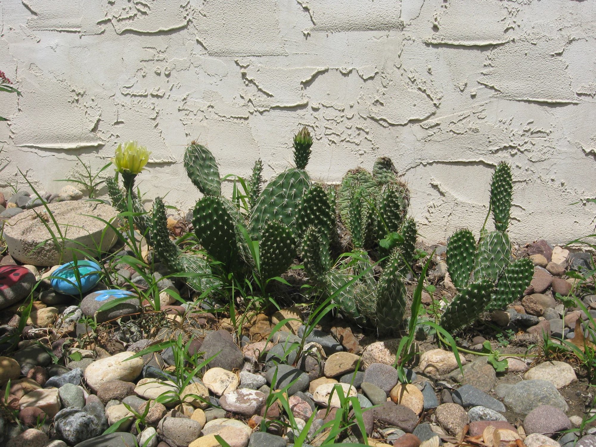 pricklypear.jpg