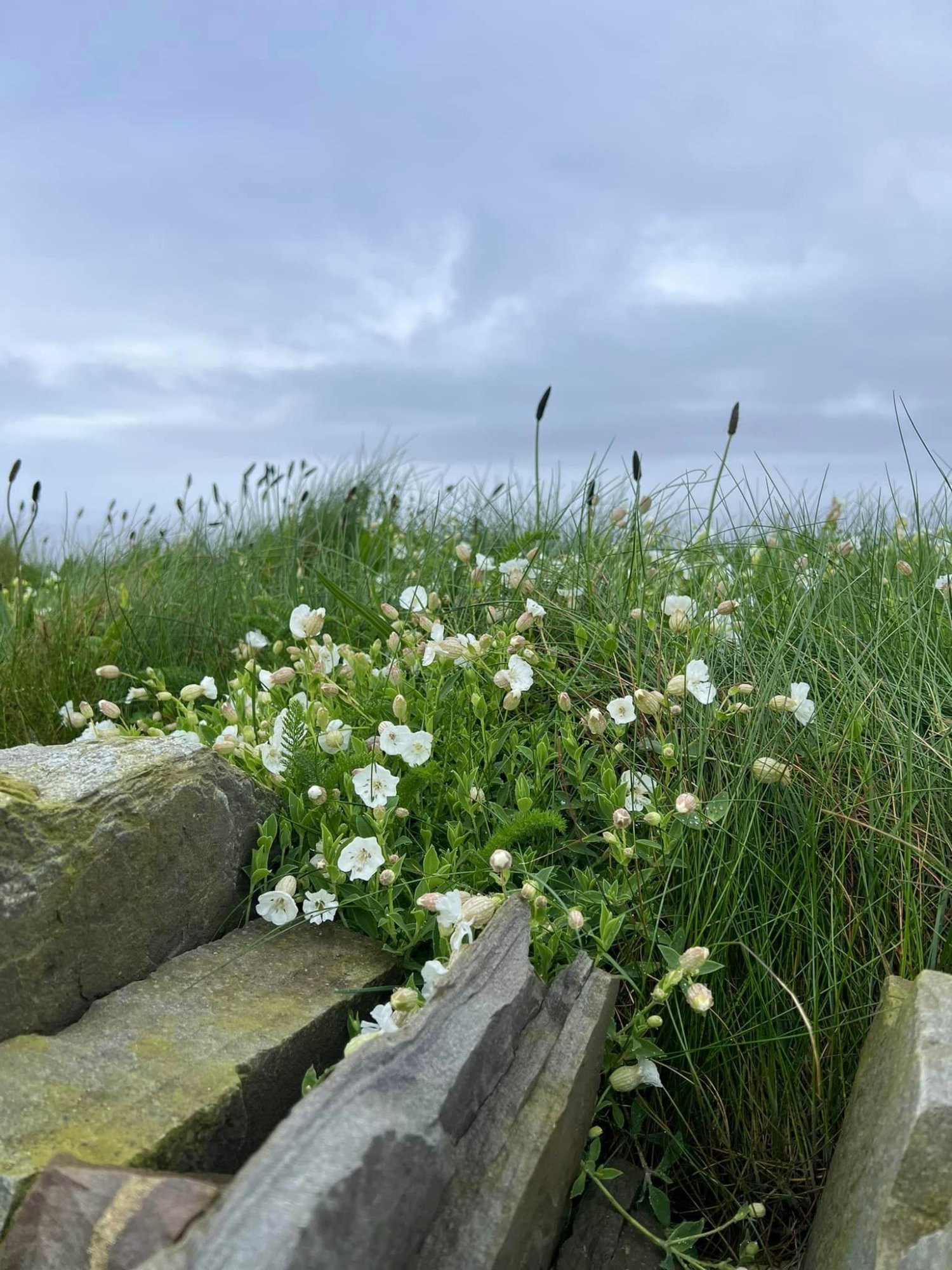 Primrose at Cliffs of Moher.jpg