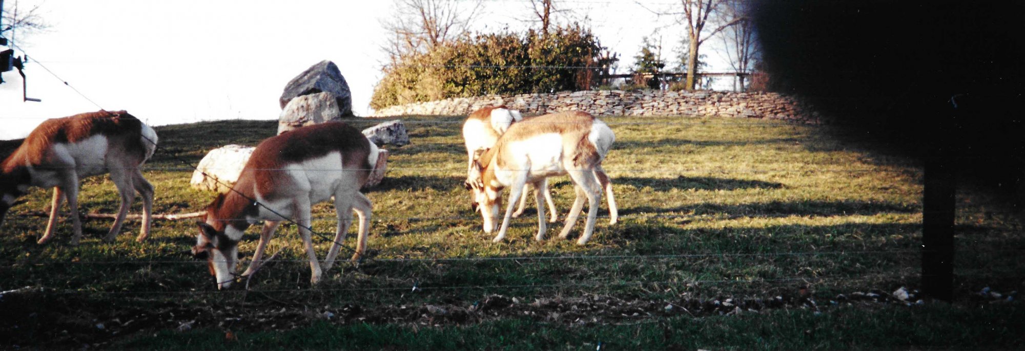 Pronghorn grazing.jpeg