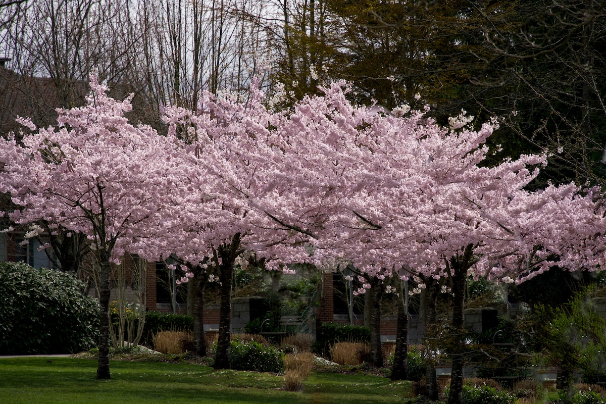 Prunus trees.jpeg