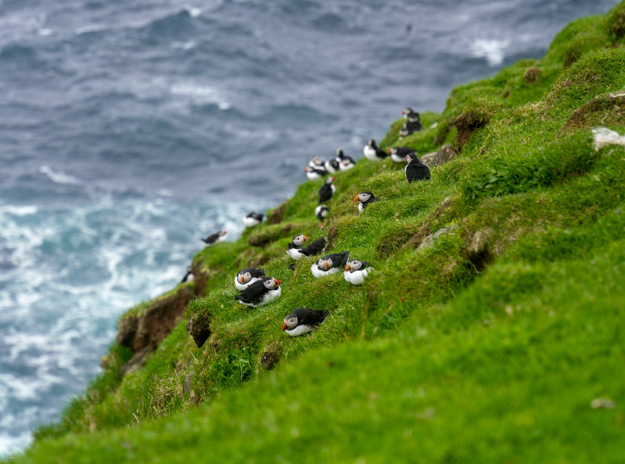 Puffins.jpg