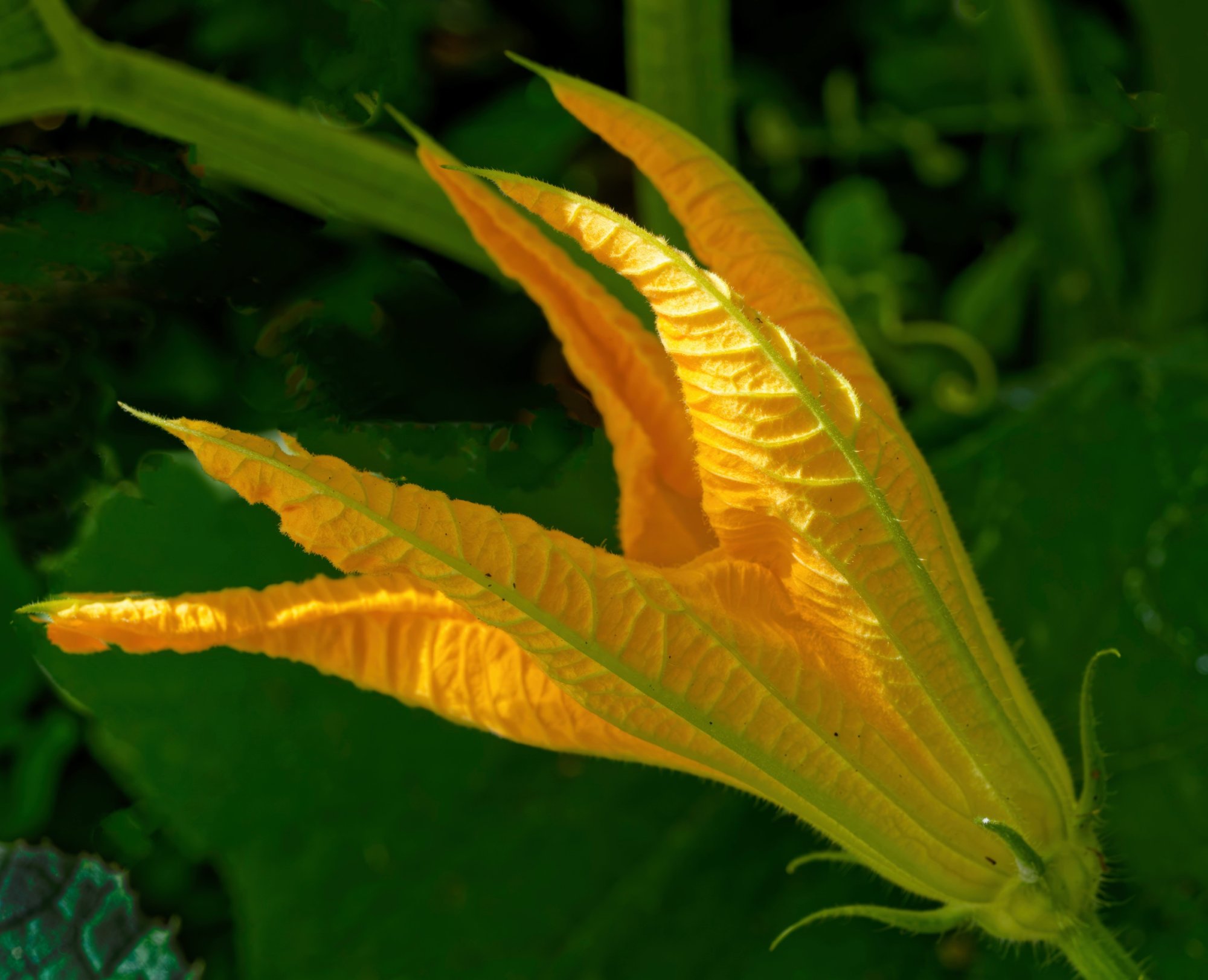 Pumpkin Flower.jpeg