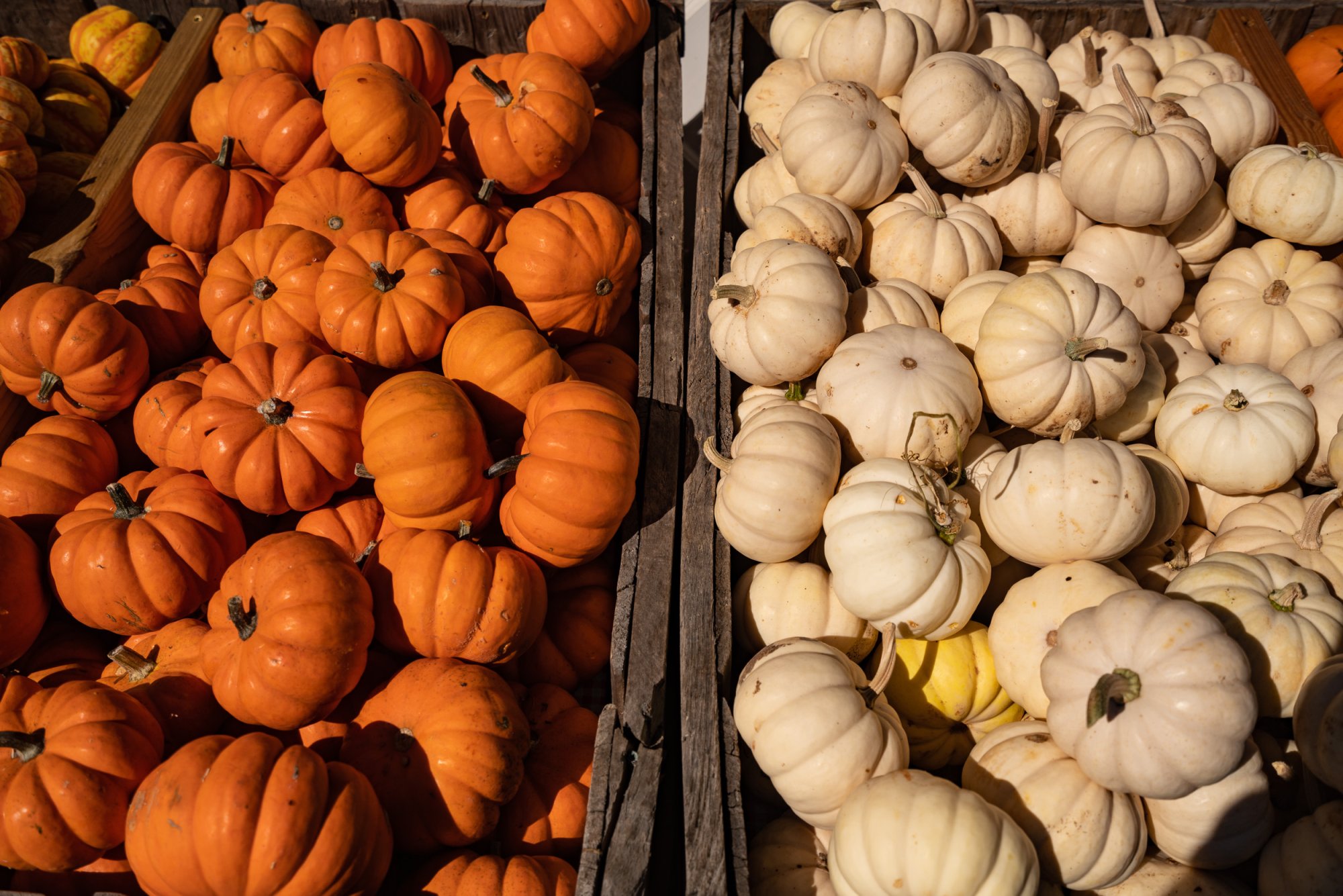 Pumpkintown - 2500px-52.jpg